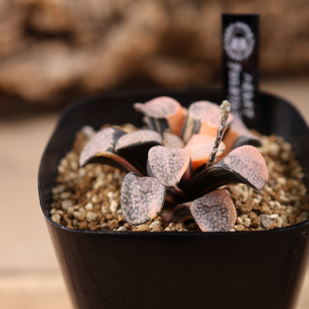 ALL ITEM | MARX PLANTS | 観葉植物・多肉植物・塊根植物