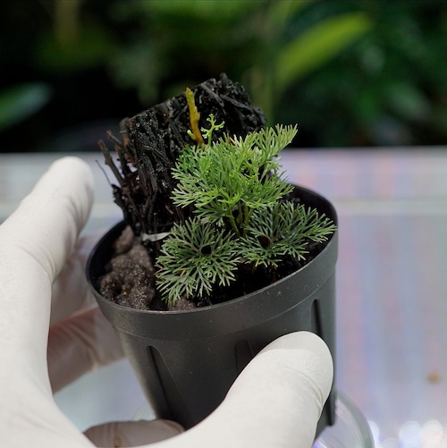 【ヘゴ活着済】ダバリアsp.ボルネオミニ　Davallia sp. ”Borneo Mini”