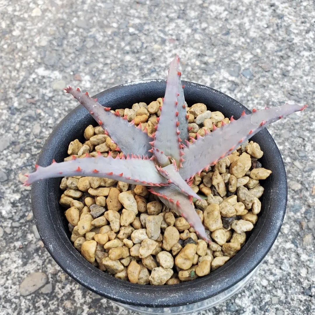 F00540_Aloe Hybrid：アロエ・ハイブリッド | レアプランツ通販サイト