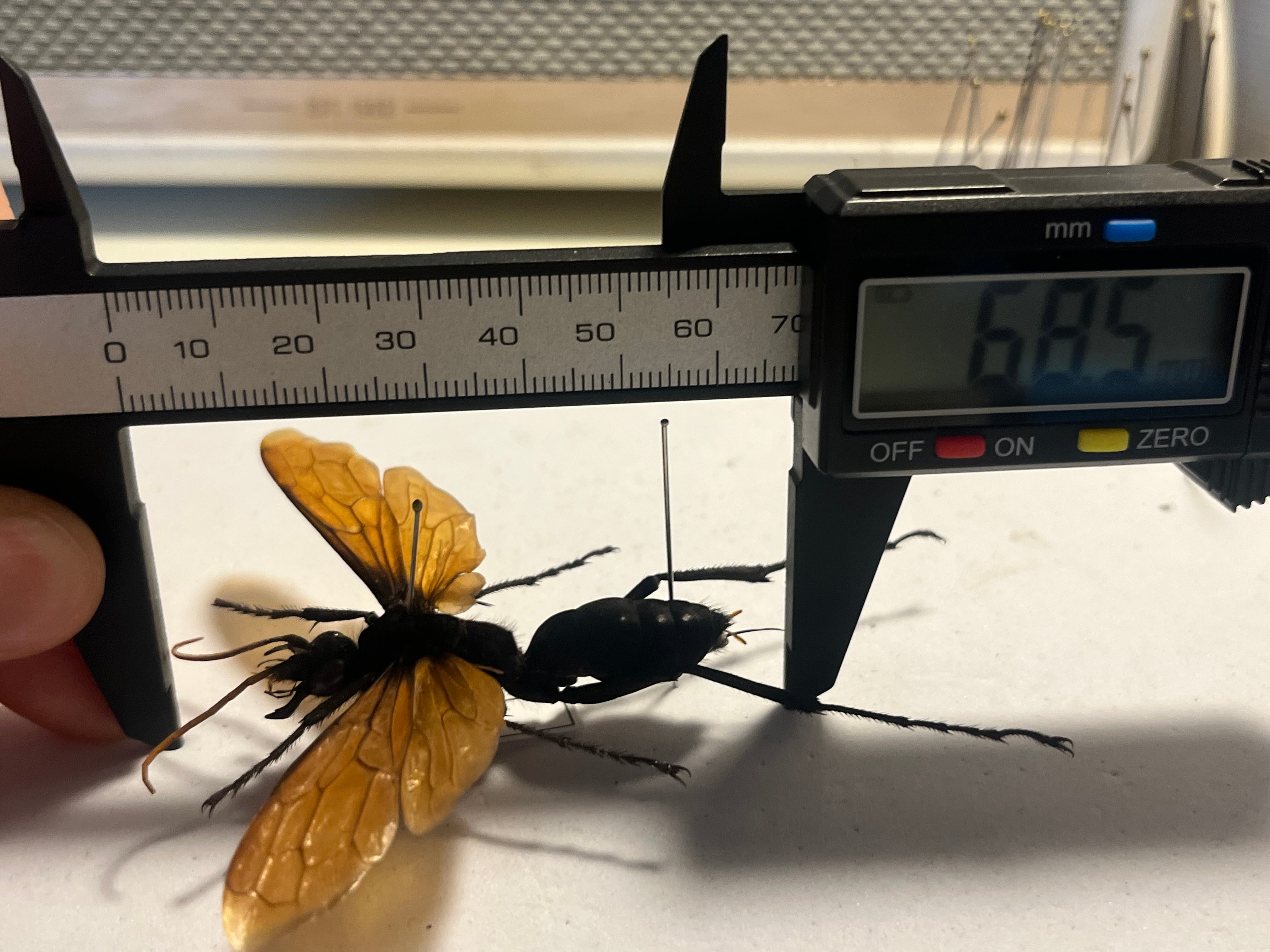 50mm程】タランチュラホーク バードイータームカデサソリクモハチ蜂