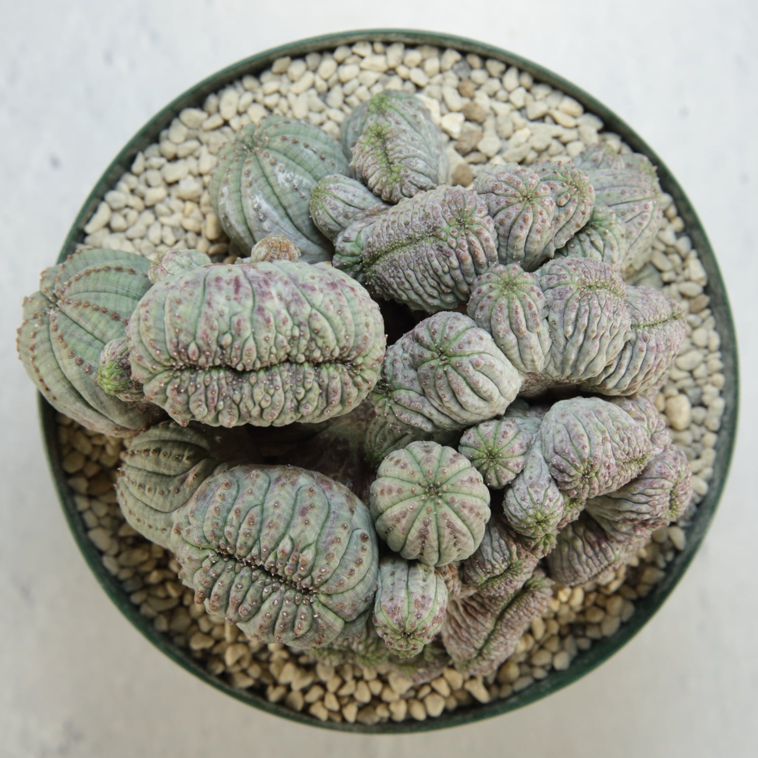 ユーフォルビア　オベサ　扇綴化　実生　オールド株 ユーフォルビア オベサ 扇綴化 実生 オールド株 超厳選株】大株 最大幅約