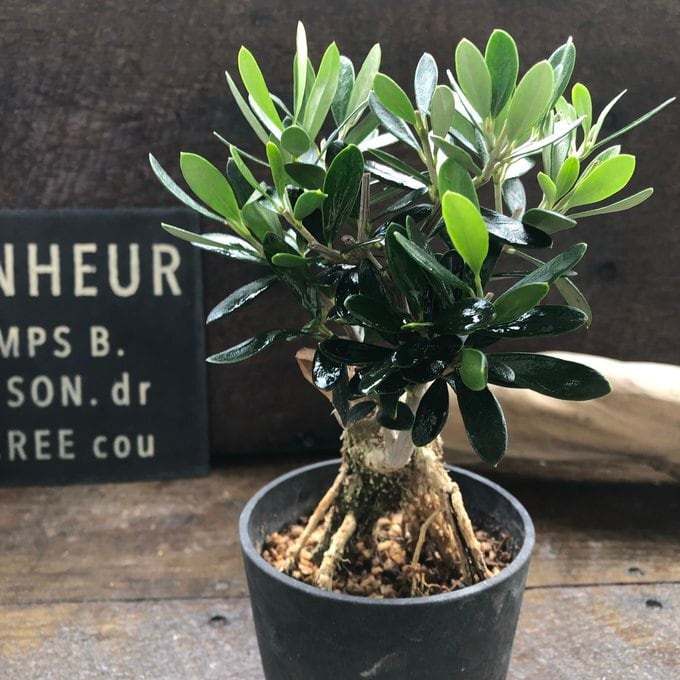 BON 盆栽仕立て 3.5号サイズ オリーブ 希少 観葉植物 ガーデニング