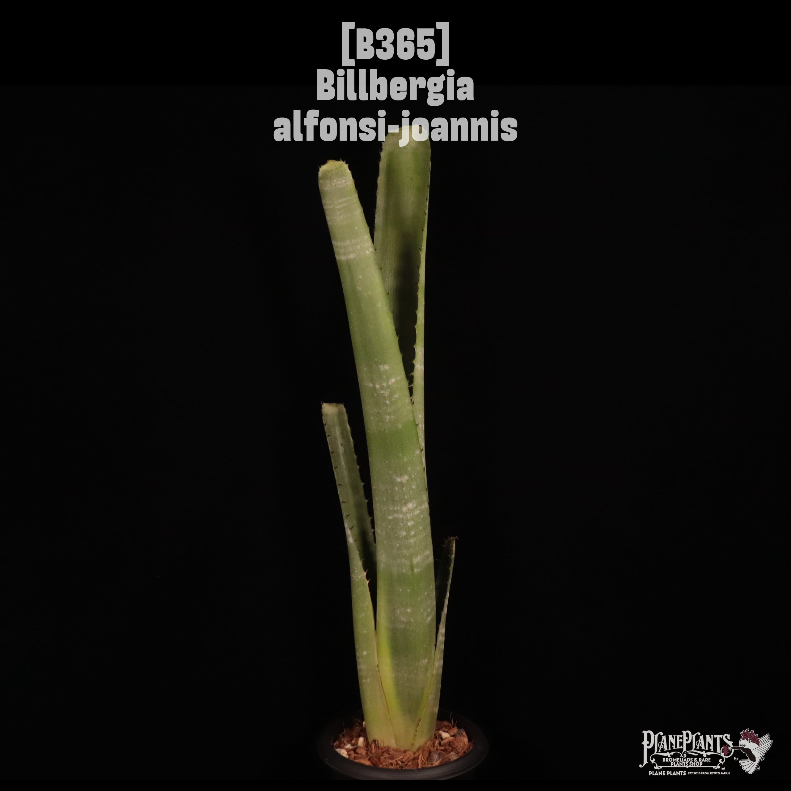 Billbergia alfonsi-joannis〔ビルベルギア〕B365