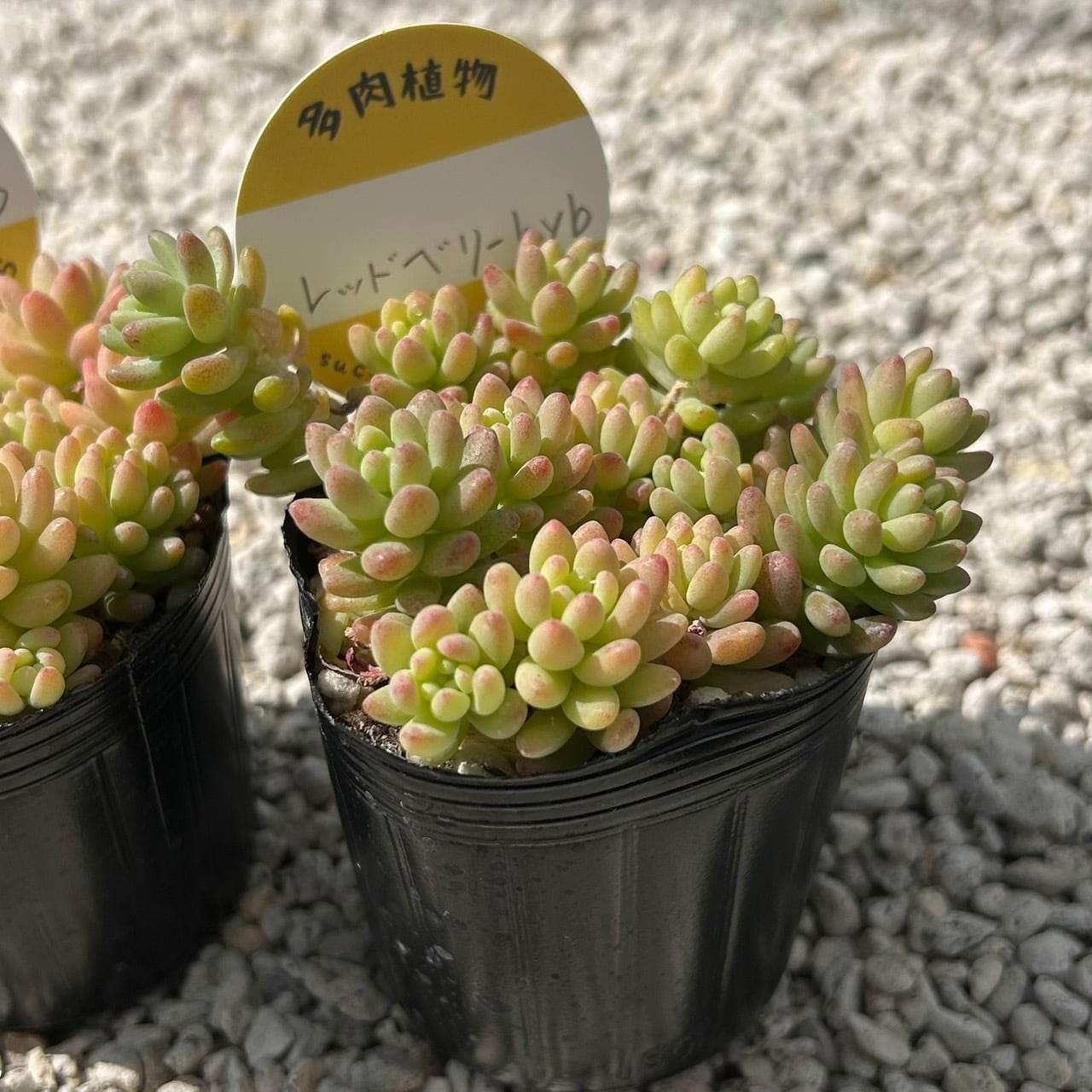 ALL ITEM | Succulent 花うらら 〜多肉植物
