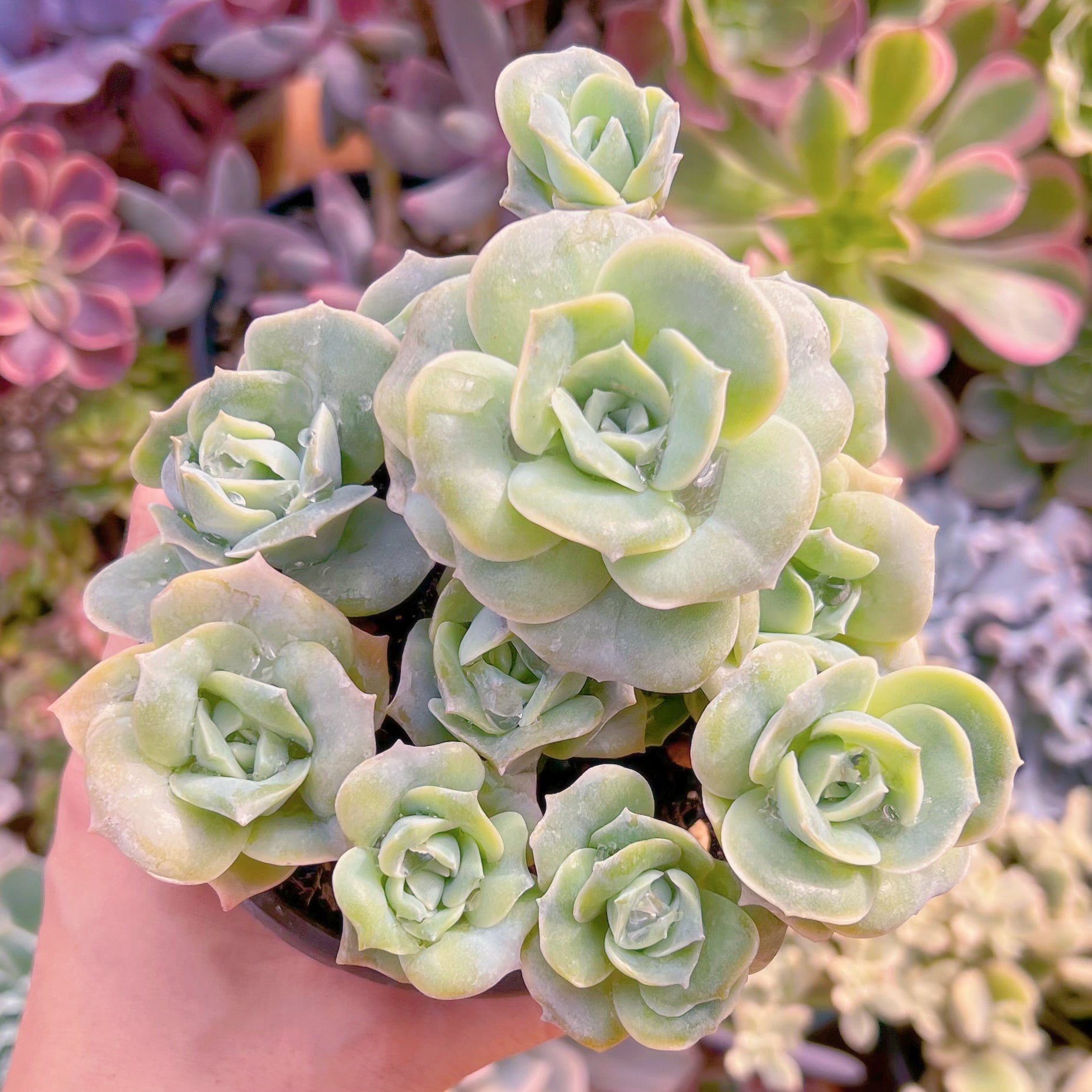 現品　ラブリーローズ#891   古株　るる農園