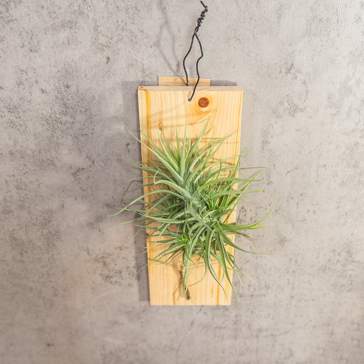 【壁を彩るアート】ティランジア ベルゲリ 群生株 古材板付け スタイリッシュな空間演出 ハイエンドなインテリア