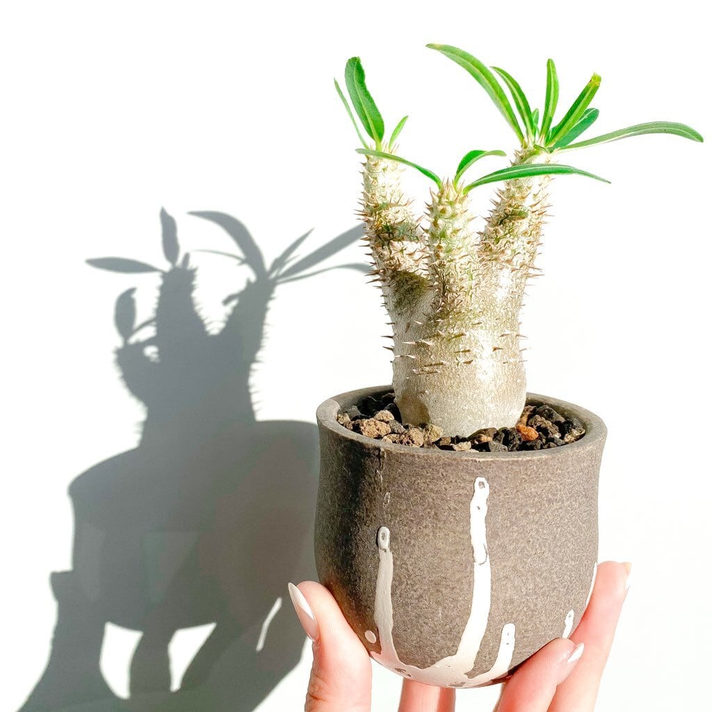 パキポディウム・イノピナーツム | INERMIS ~perfect plants~ パキポディウム・イノピナーツム | INERMIS ~perfect plants~