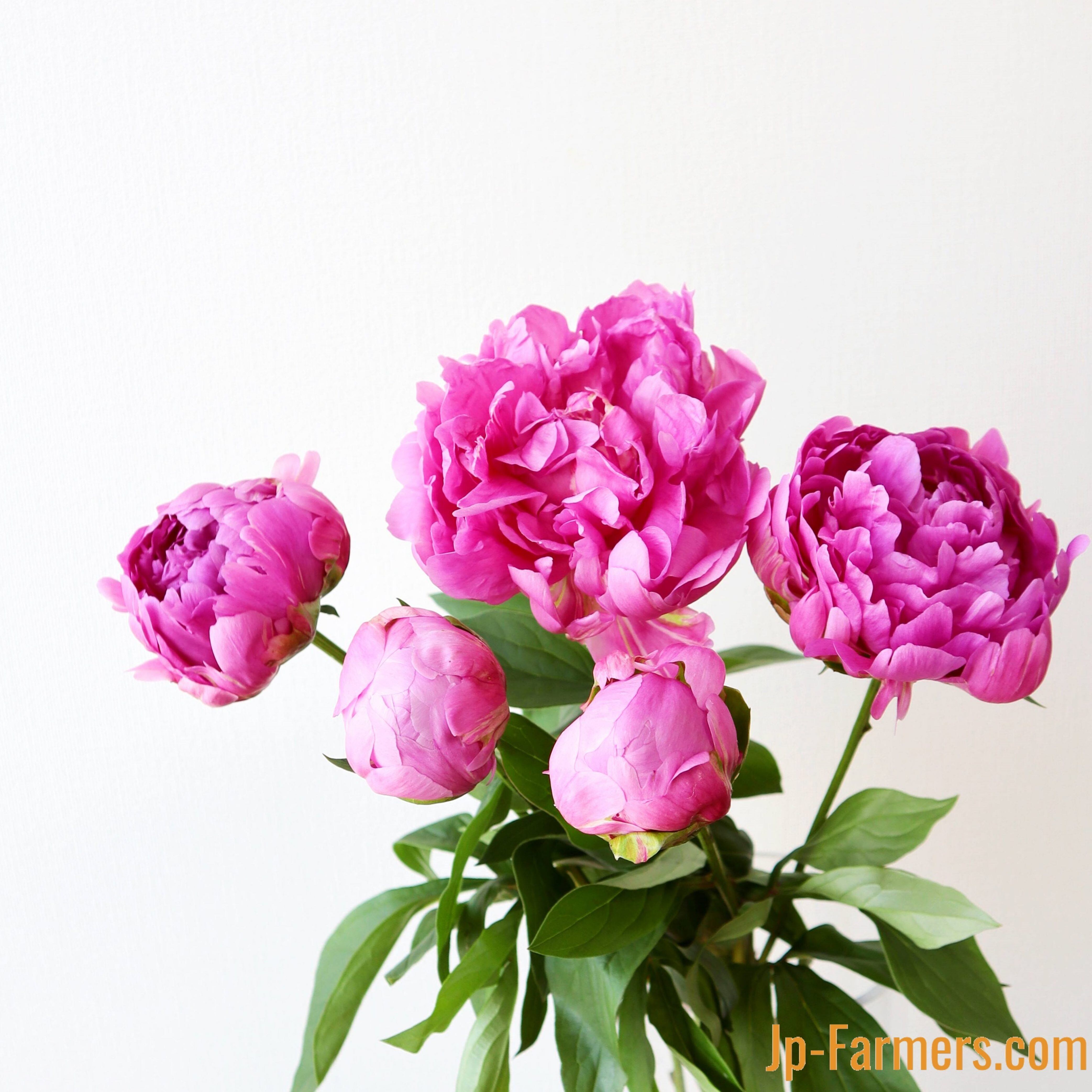 新潟県 みなみ魚沼農協 芍薬 華燭の典 八重咲 10本 Jp Farmers Com