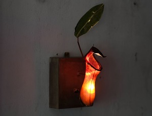 [食虫植物] 森の小さな灯 壁掛け (ネペンテス) no.107