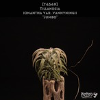 【送料無料】ionantha var. vanhyningii 'Jumbo'〔エアプランツ〕現品発送T4549