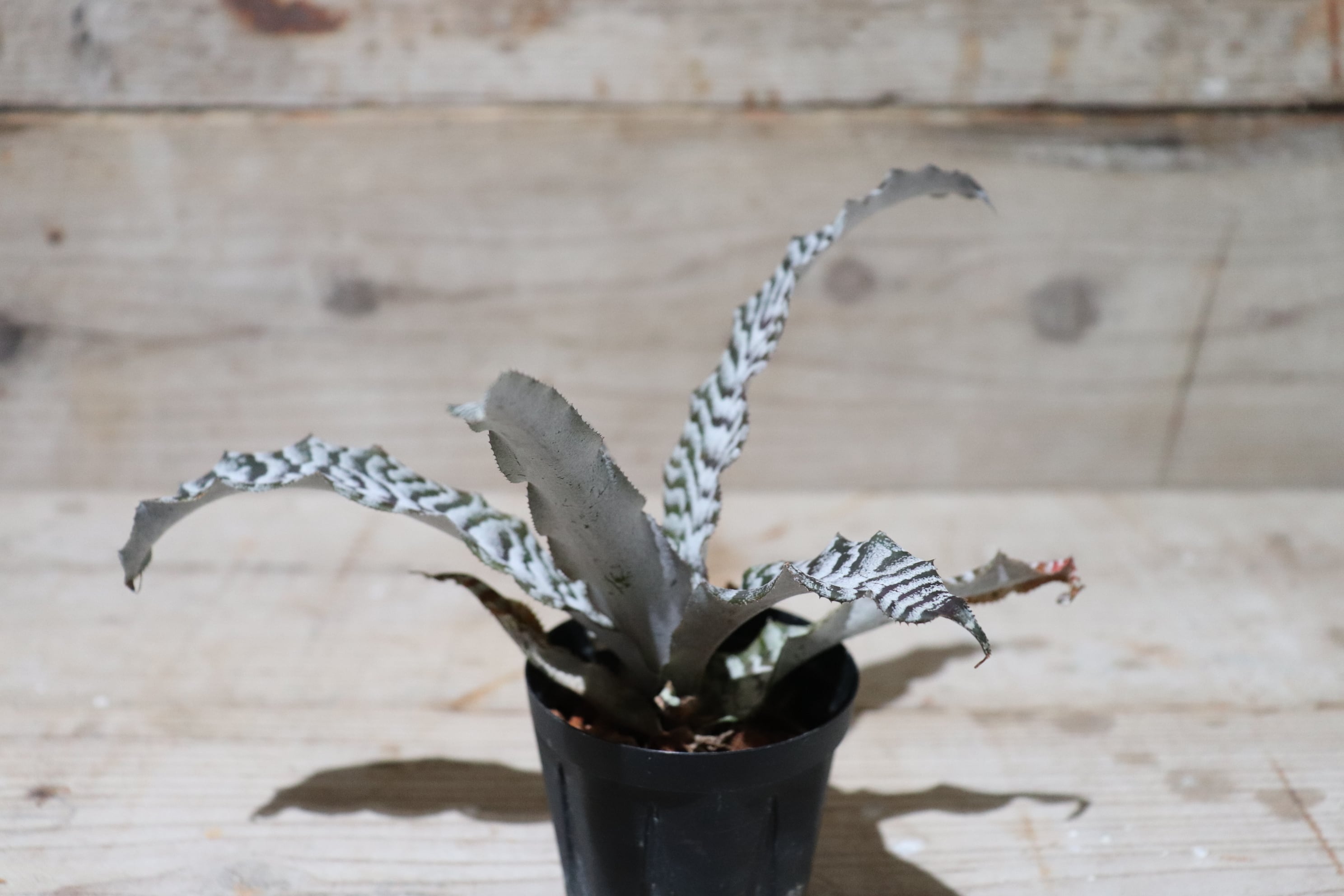 Request】Cryptanthus 'Absolute Zero'〔クリプタンサス〕現品発送