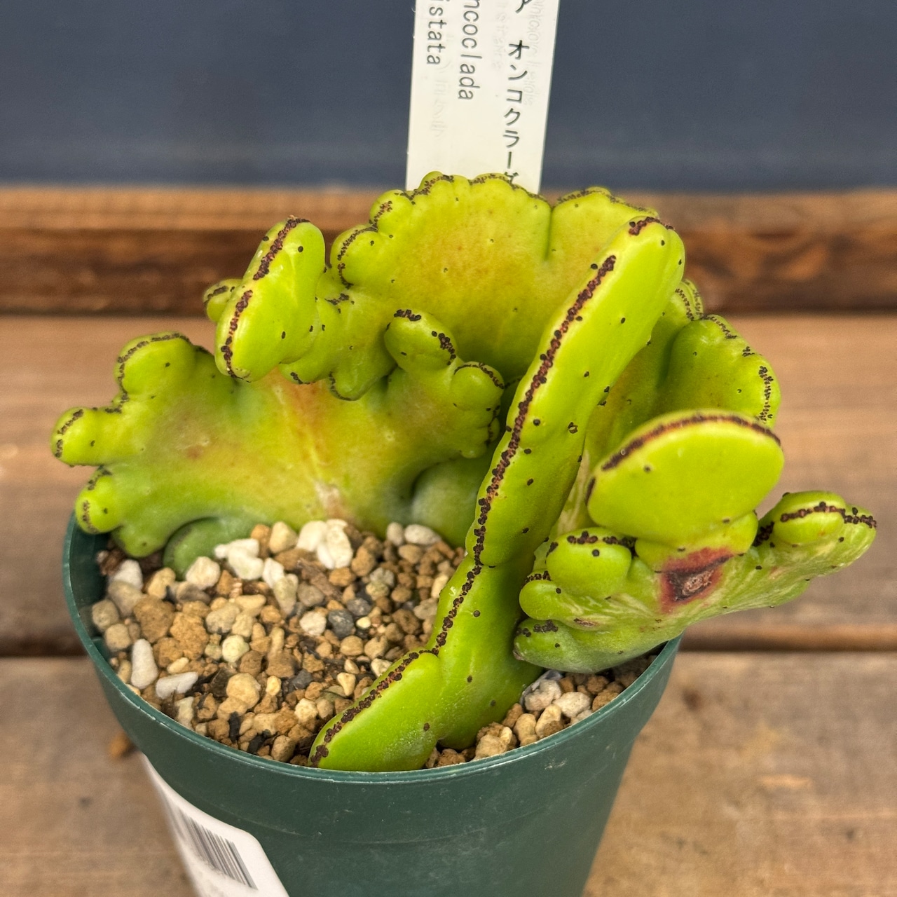 ユーフォルビア オンコクラーダ綴化斑入【319】