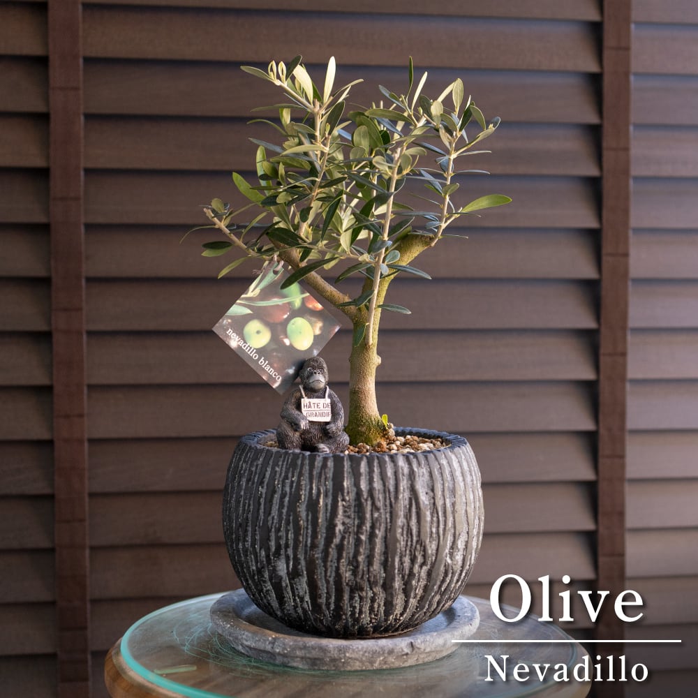 創樹 Olive オリーブの木 5号 盆栽 SOUJU Nevadillo blanco ネバディロ