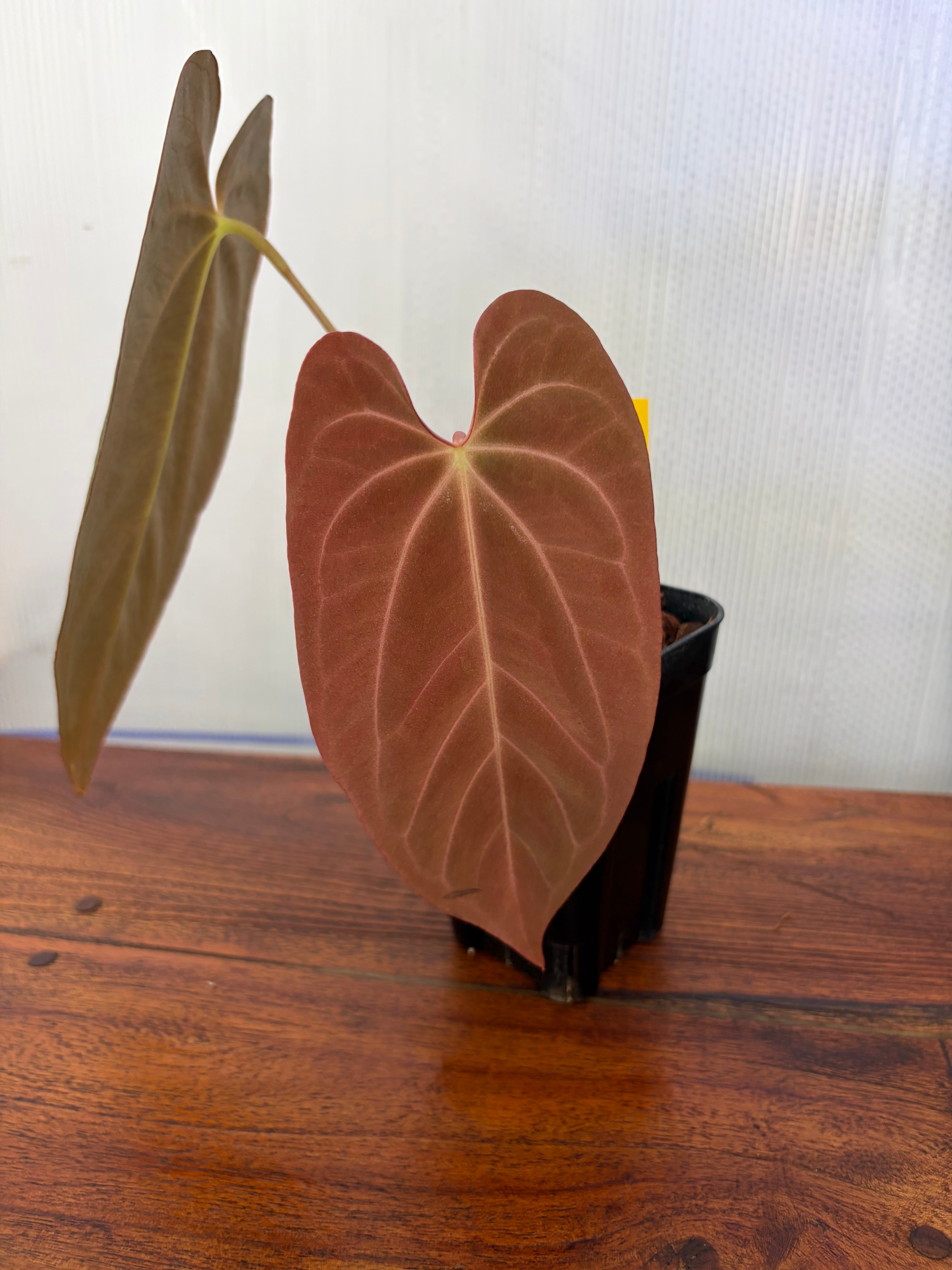 Anthurium | BALI-AN 園芸