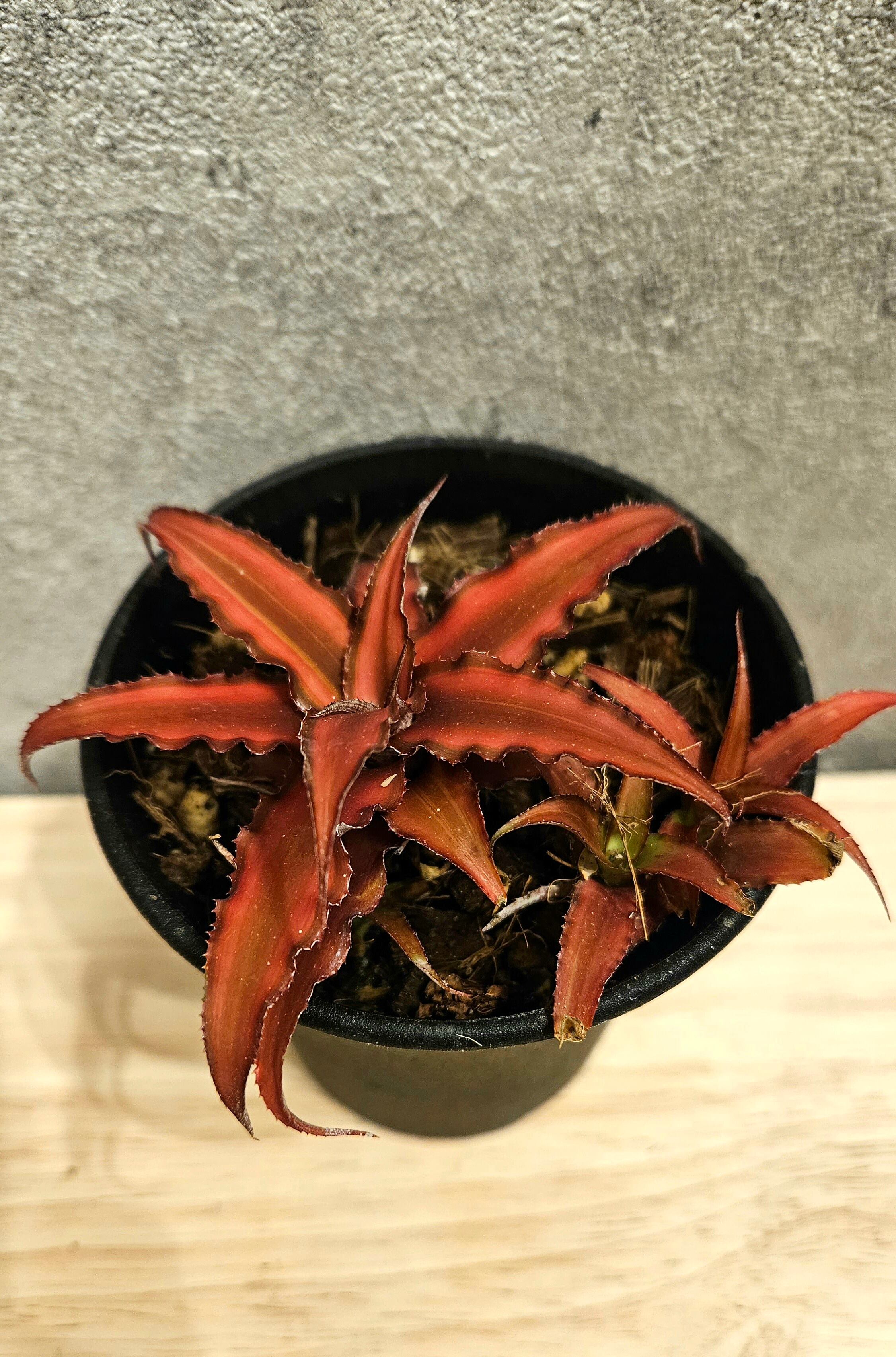 Cryptanthus bivittatus Minor 'Red Star'【artPLANTs】クリブタンサス
