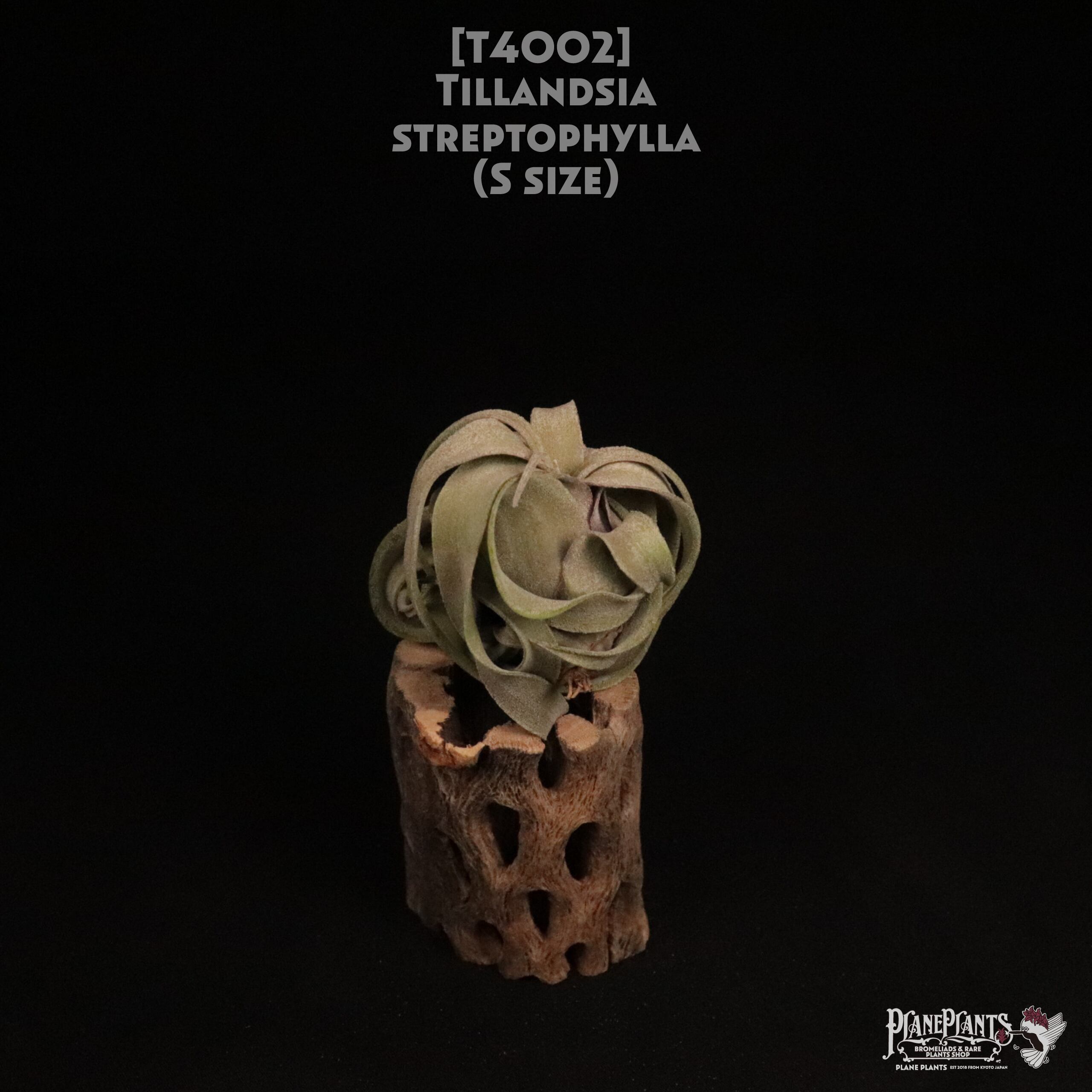 【送料無料】streptophylla S〔エアプランツ〕現品発送T4002