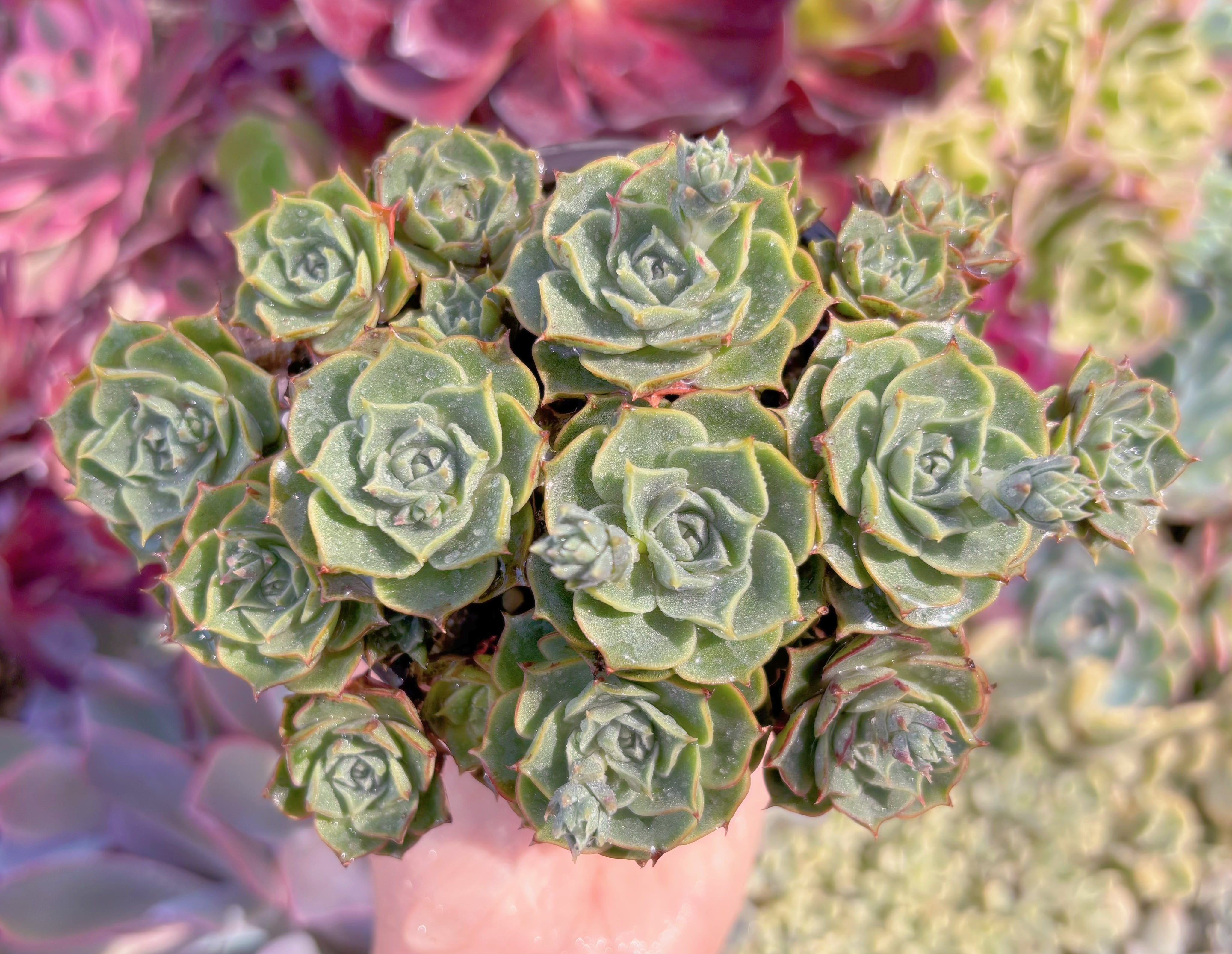 現品　ヨロッパロンギシマ#239　るる農園