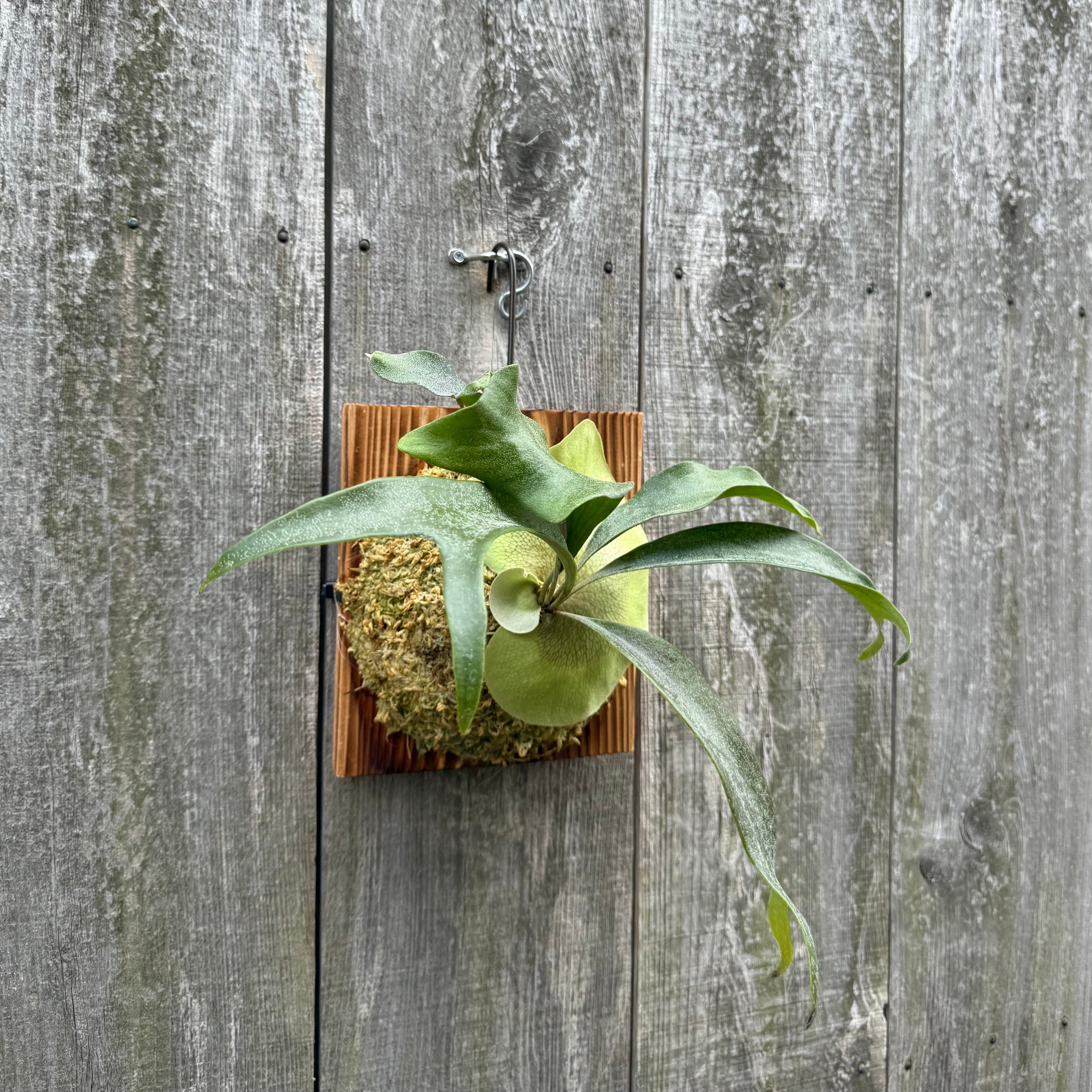 P. Dancing Peacock Sporelings | naturefix