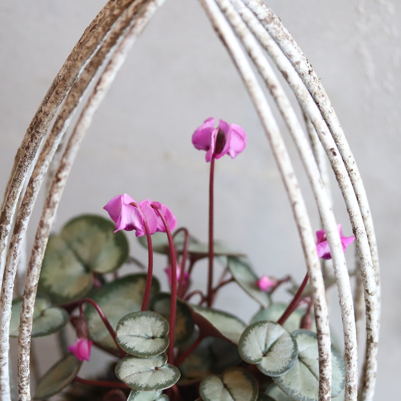 シクラメンコウムのハングブリキ　届いてすぐ玄関に飾れる 　プレゼントにもオススメ　