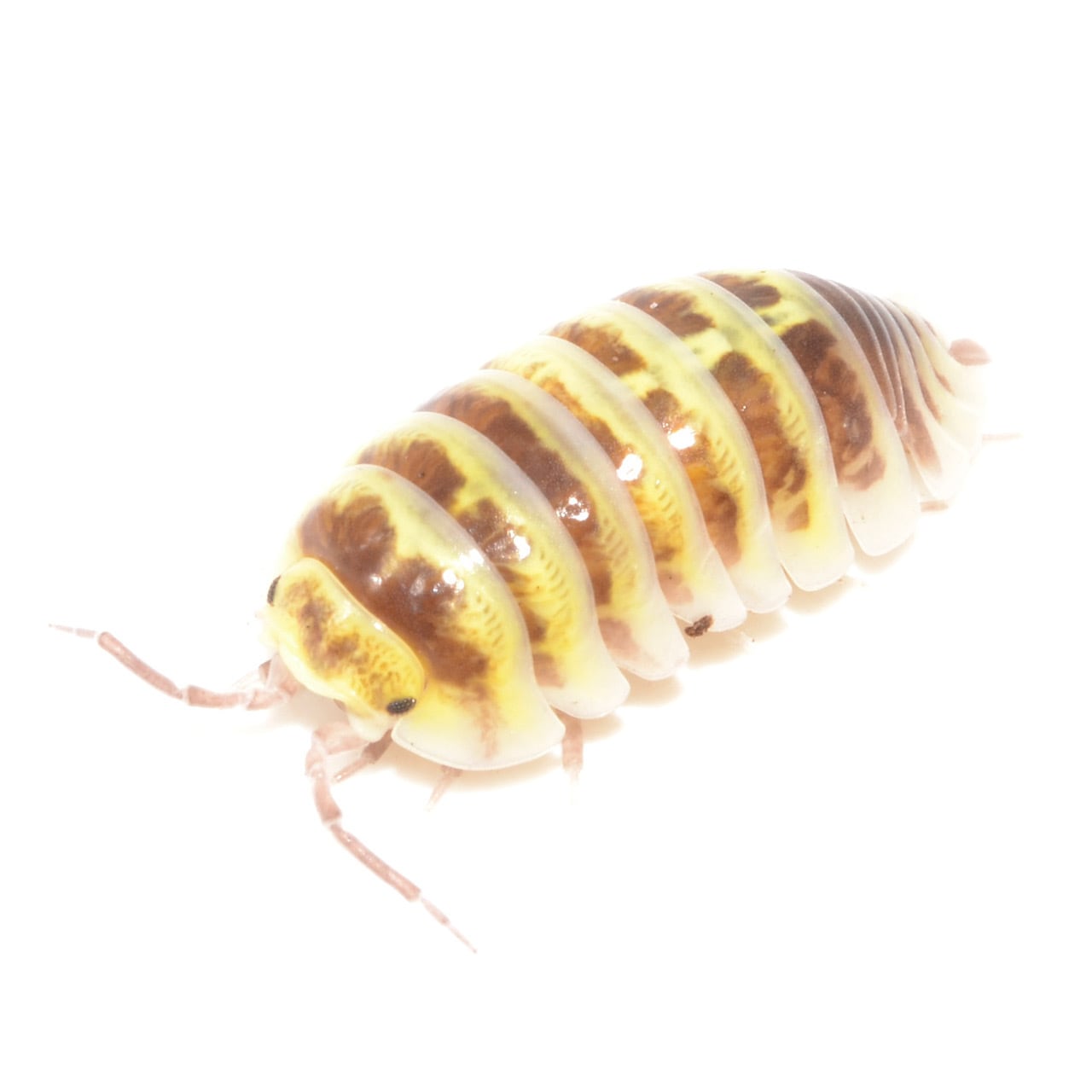 12匹 イエローゼブラダンゴムシ 幼体 5mm 10匹 保証分2匹 計12匹セット 死着保証あり ダンゴムシ ワラジムシ 専門店 Clover