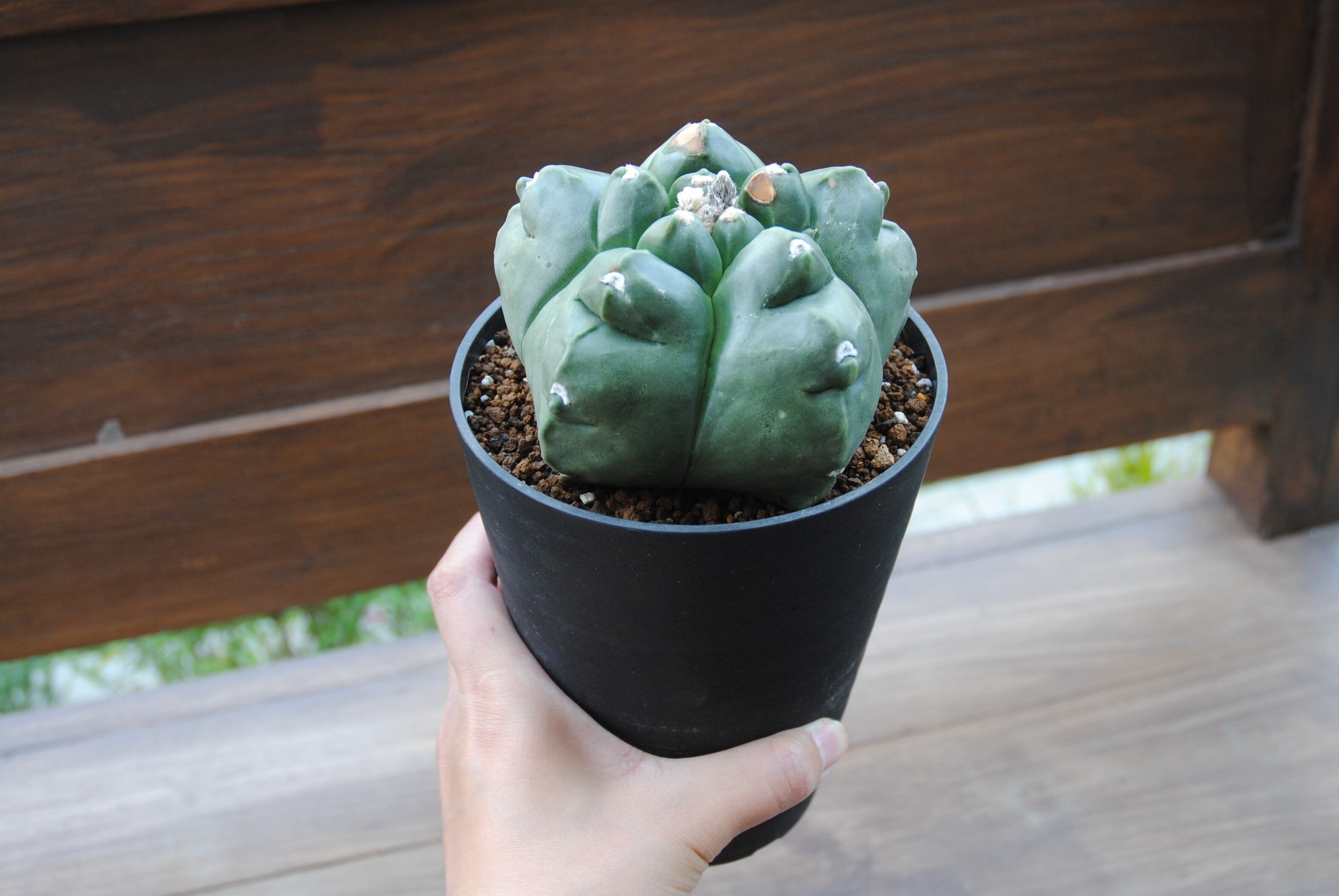 Astrophytum sp. アストロフィツム 亀甲ヘキラン サボテン | plants