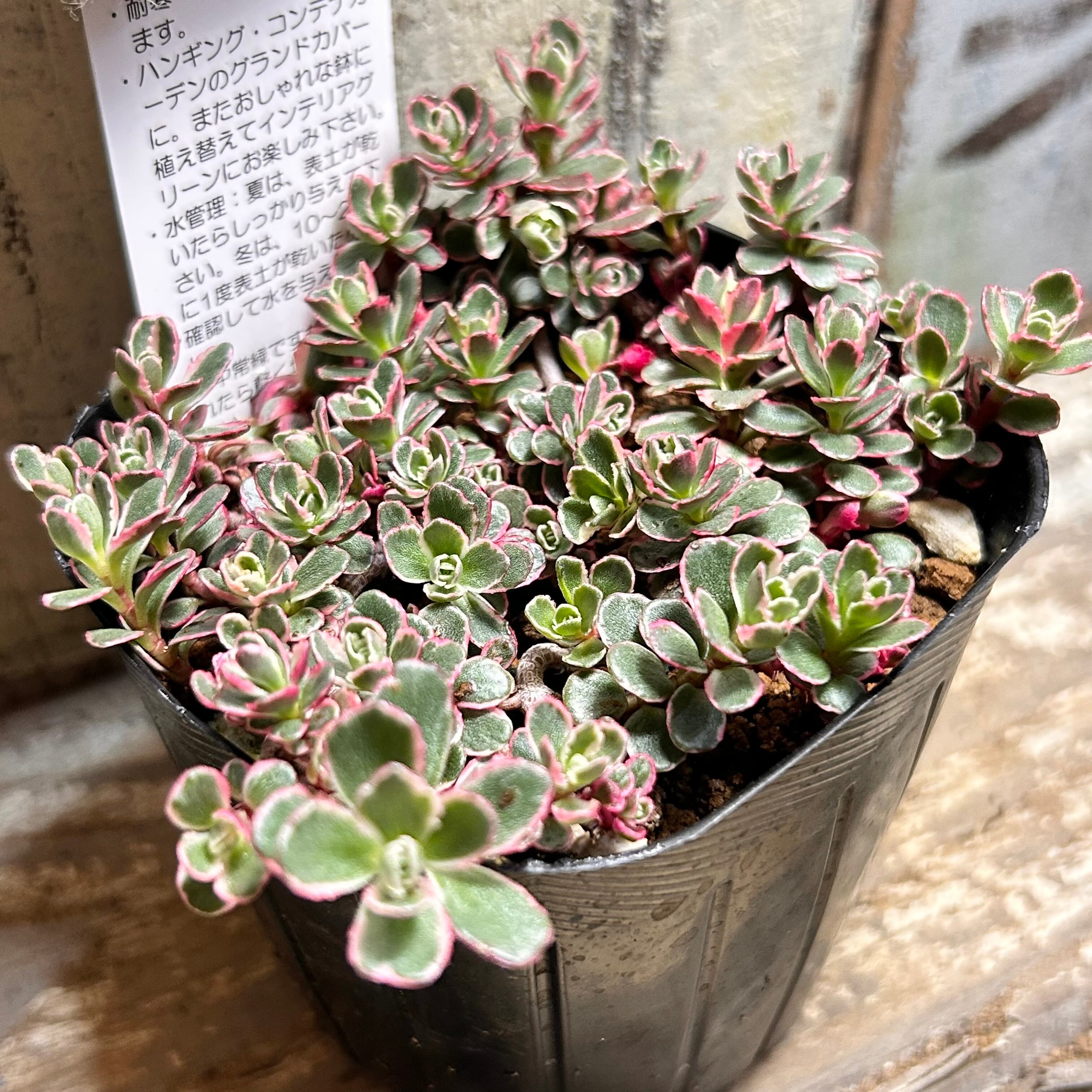 Top【選抜株】多肉植物　360723トリカラービューティー35個　鉢無し/脱土 トリカラー | RuPo 多肉植物専門店