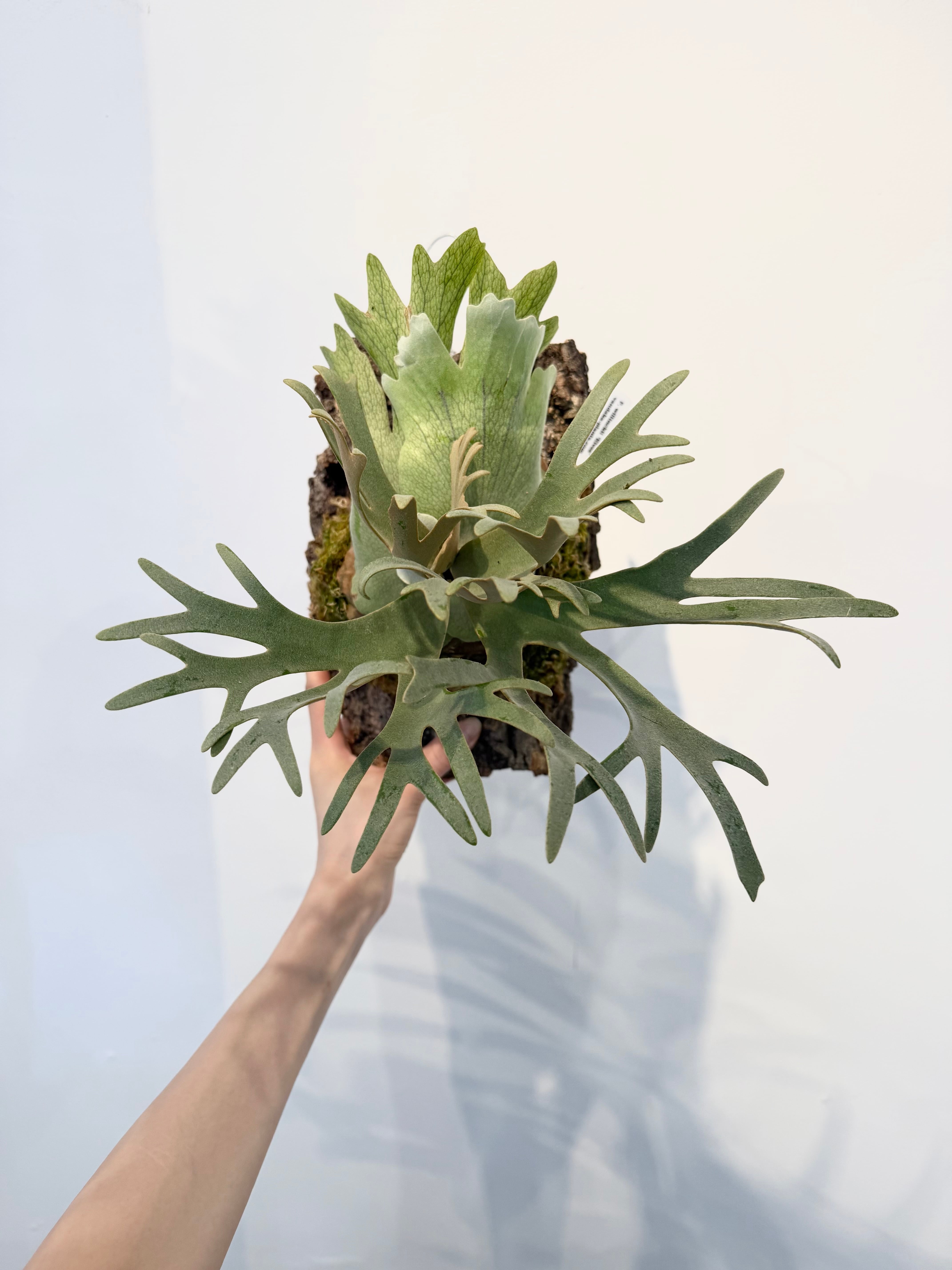 a) P. willinckii 'Elves' ビカクシダ ウィリンキー 'エルベス