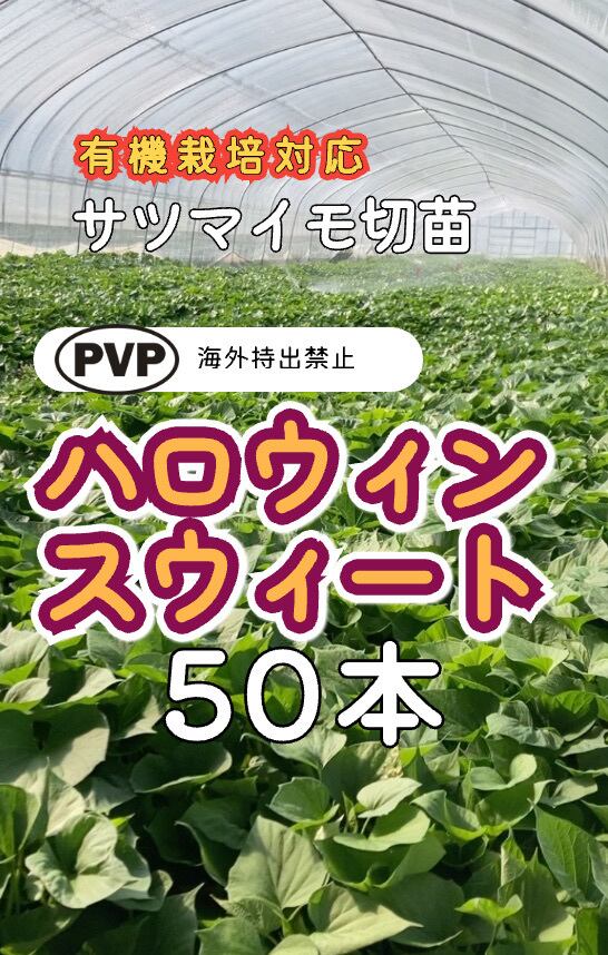 あまはづき切苗 全量/ハロウィンスウィート切苗50本 ハロウィンスウィート切苗 50本 | さぬきガーデンやさい屋