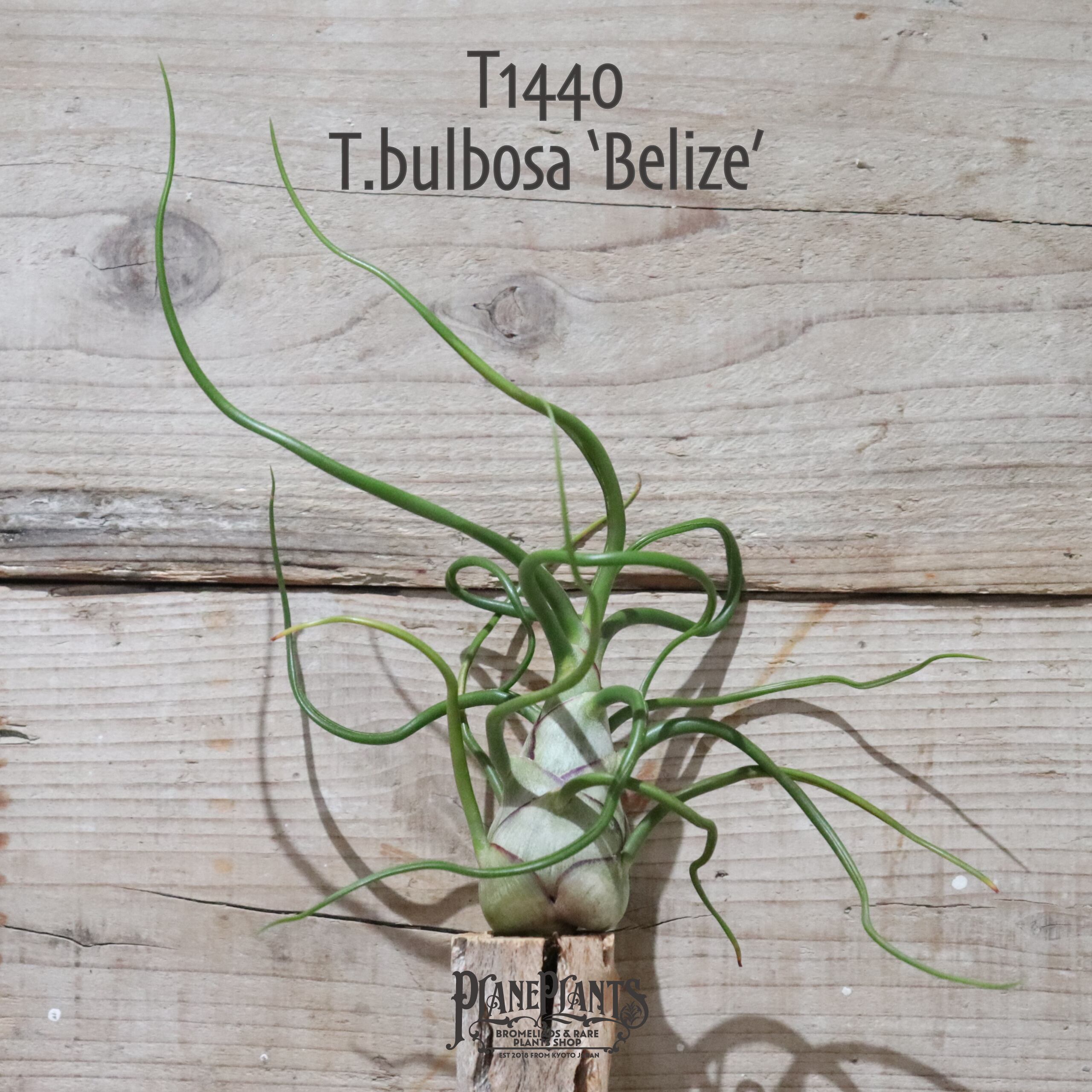 【送料無料】bulbosa 'Belize'〔エアプランツ〕現品発送T1440