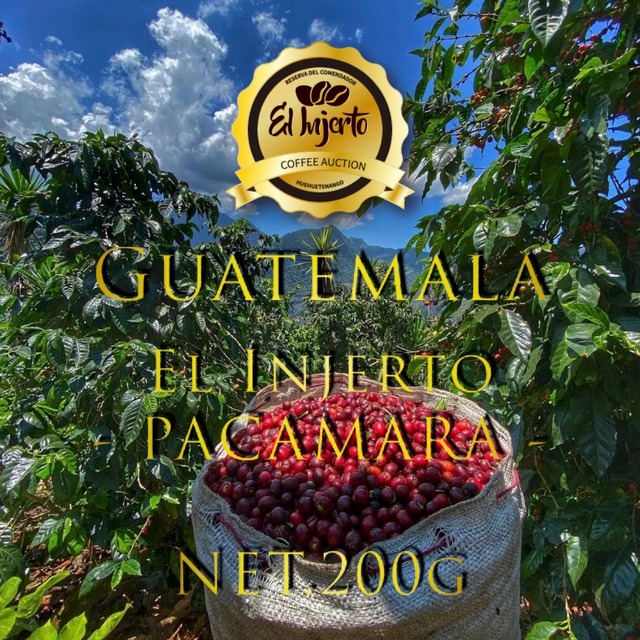 200g／グアテマラ／エル インヘルト農園パカマラ種