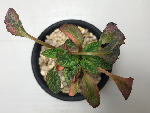 ユーフォルビア フィッシュボーン