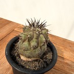 Copiapoa cinerea【コピアポア・黒王丸・実生】