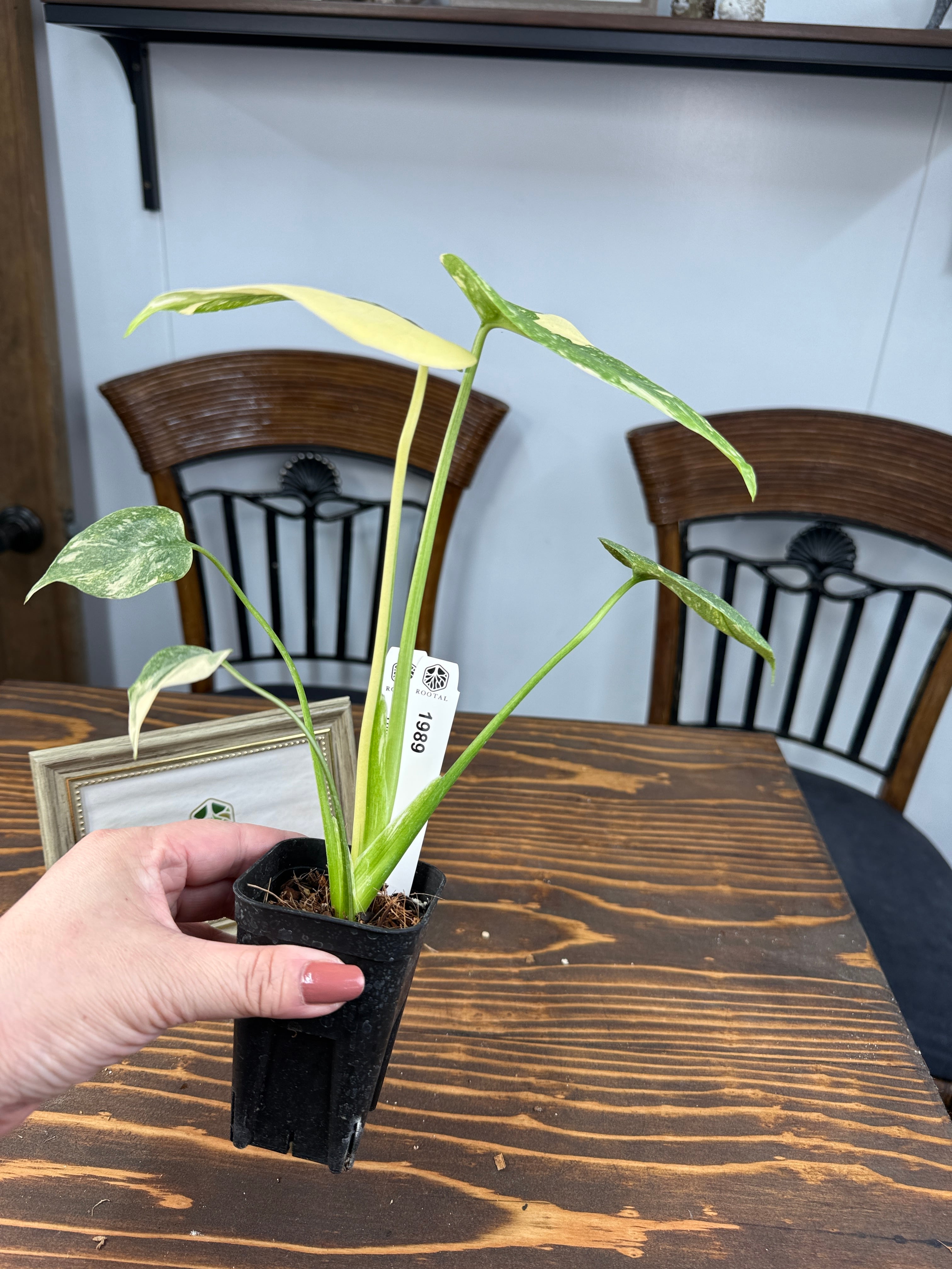 ☆1989【極みの斑】モンステラ デリシオーサ タイコンステレーション