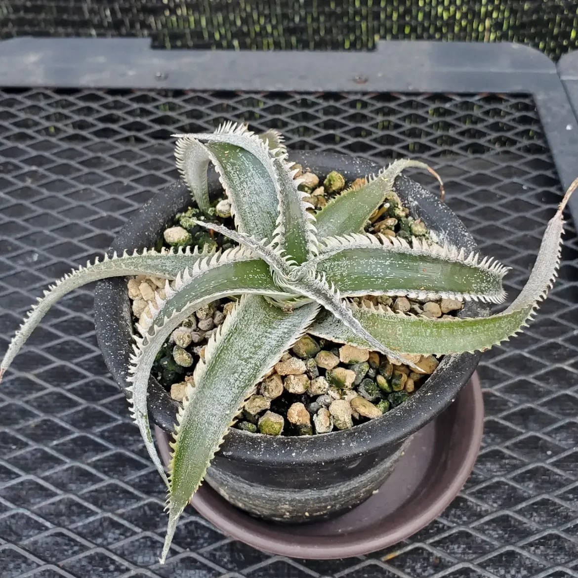 群生 DBディッキア Dyckia Bill Baker hyb #128 ⑴ 観葉植物 DB