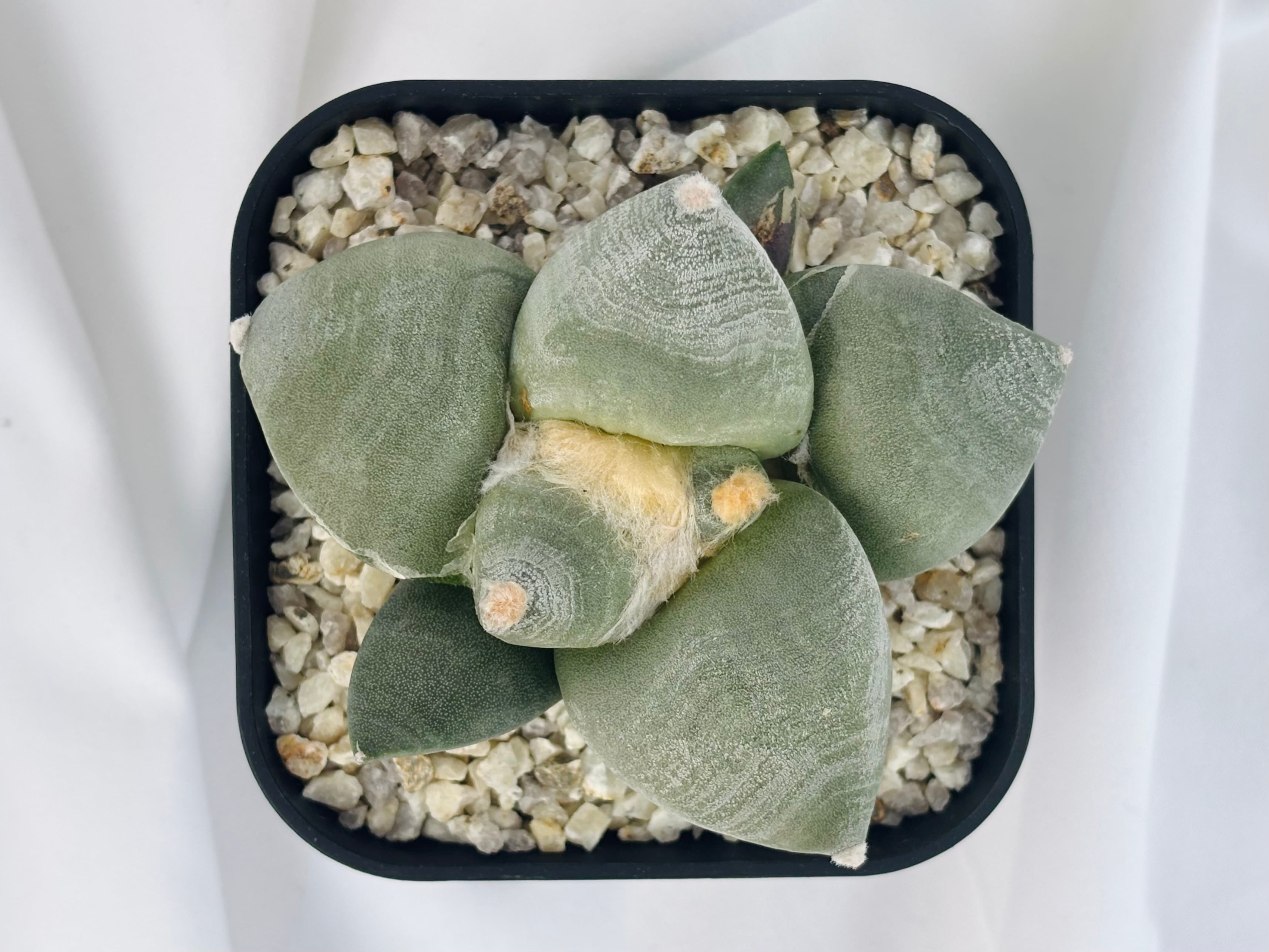 Ariocarpus furfuraceus f. アリオカルプス 大疣青磁牡丹 サボテン