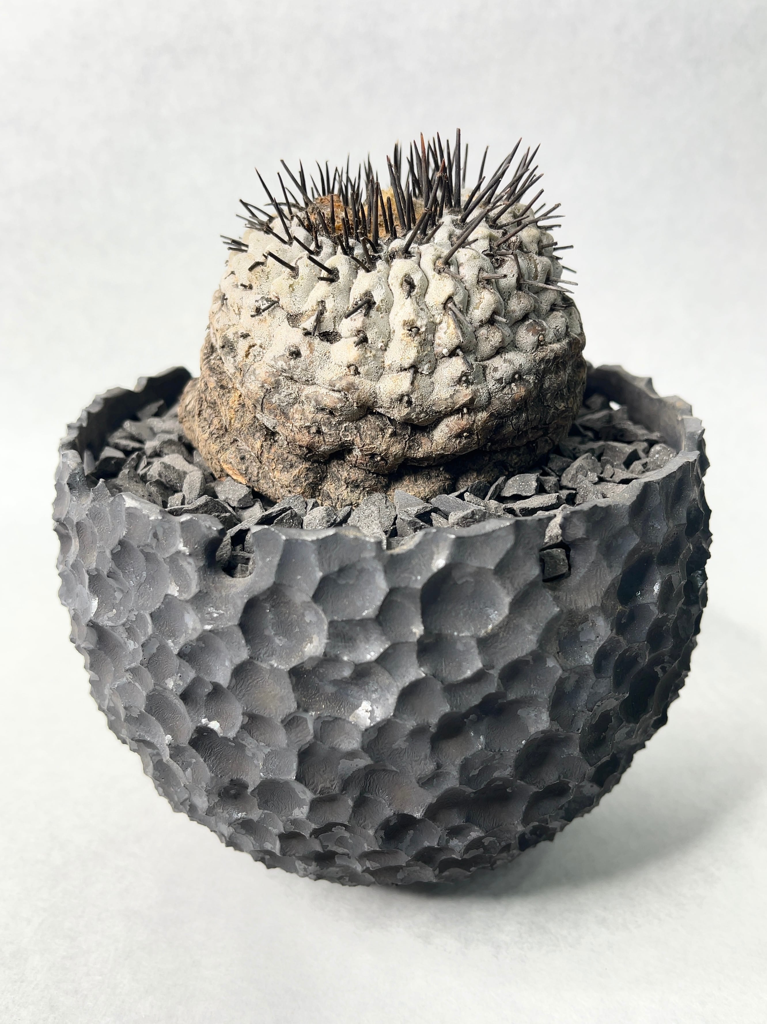 コピアポア　シネレア 超希少、黒肌】コピアポア シネレア 黒王丸 濃黒棘 自根 【公式通販】