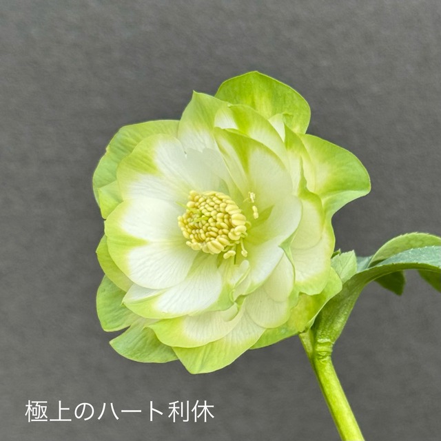 曽田園芸 | Maihana