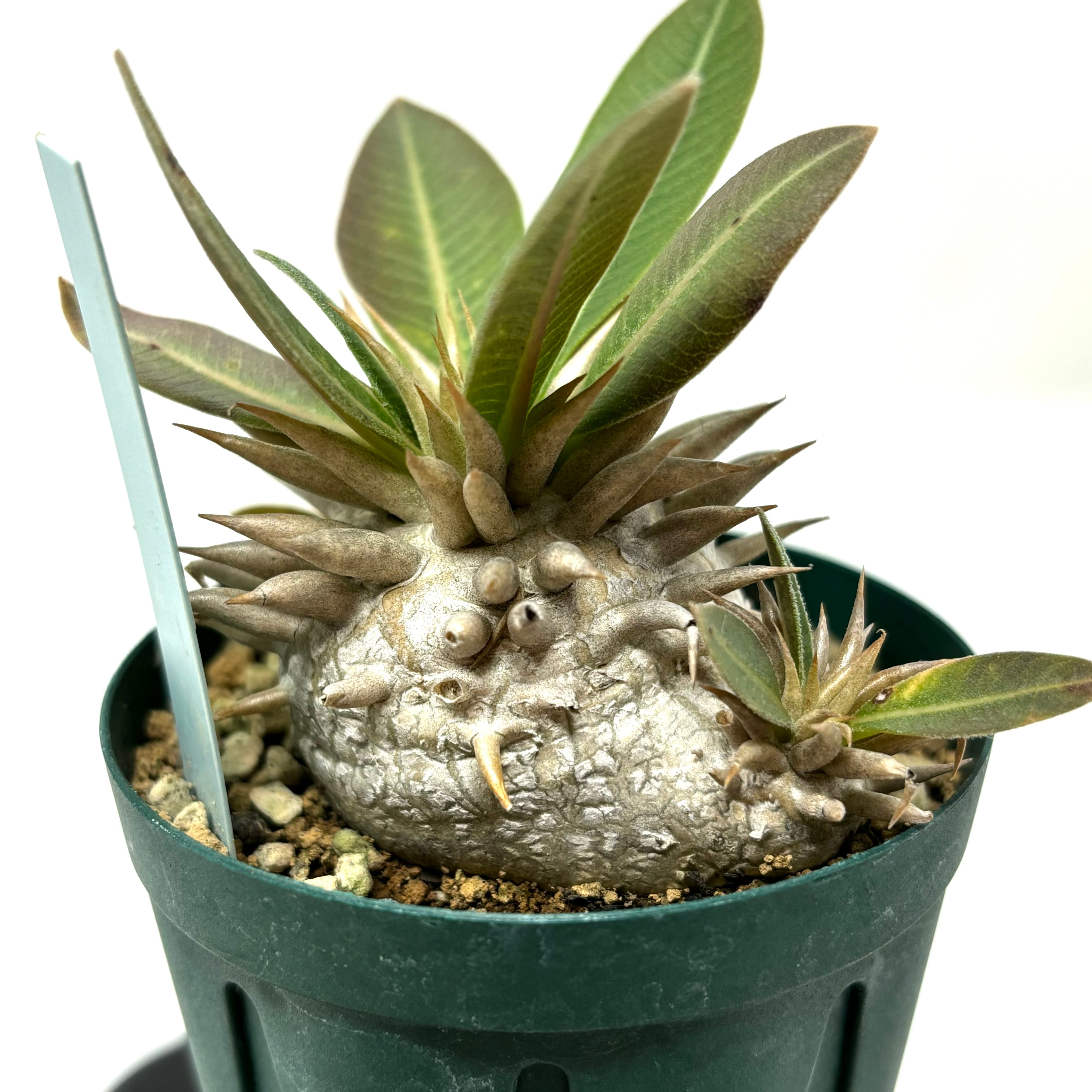 グラキリス パキポディウム 限地球株（CATEGORY pachypodium 