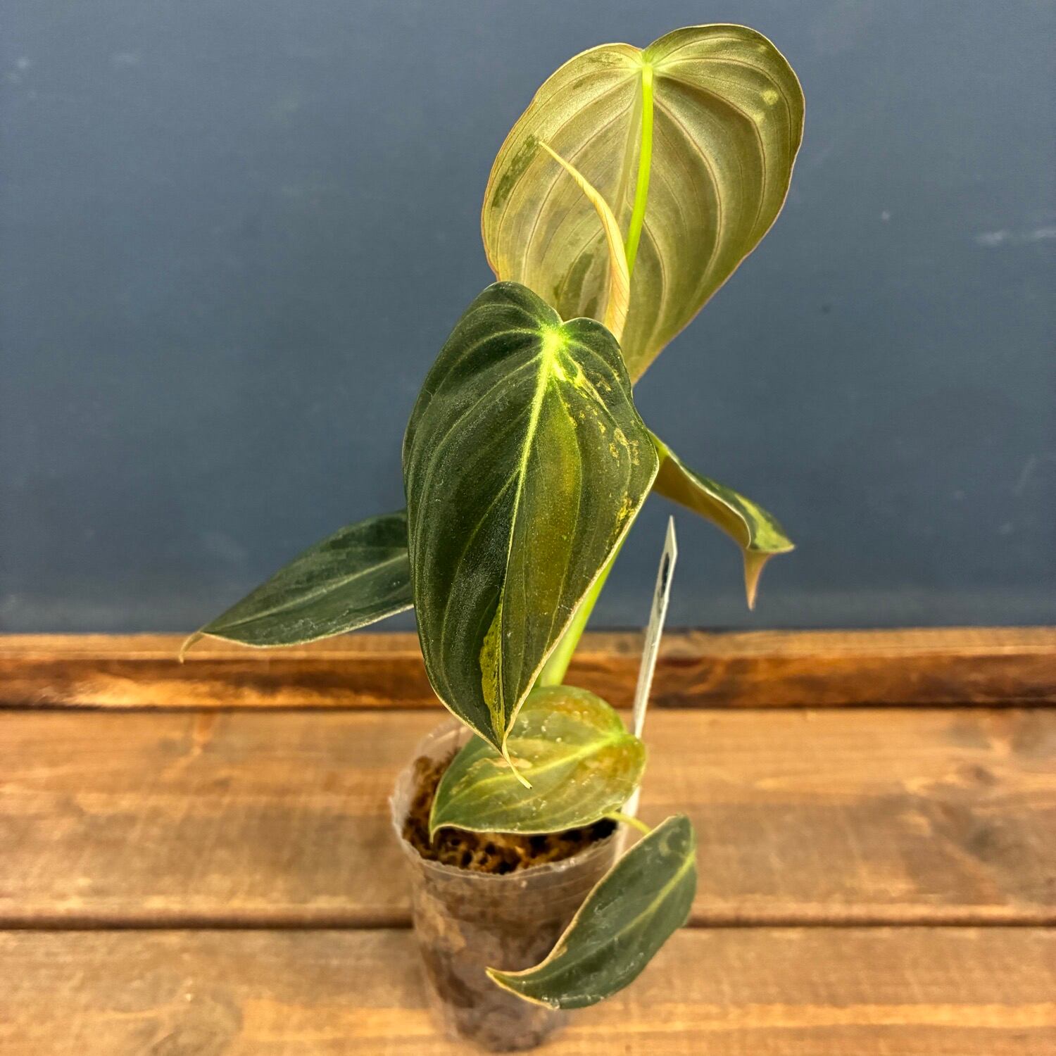 JN】フィロデンドロン メラノクリサム 斑入り【346】 | PROTOLEAF