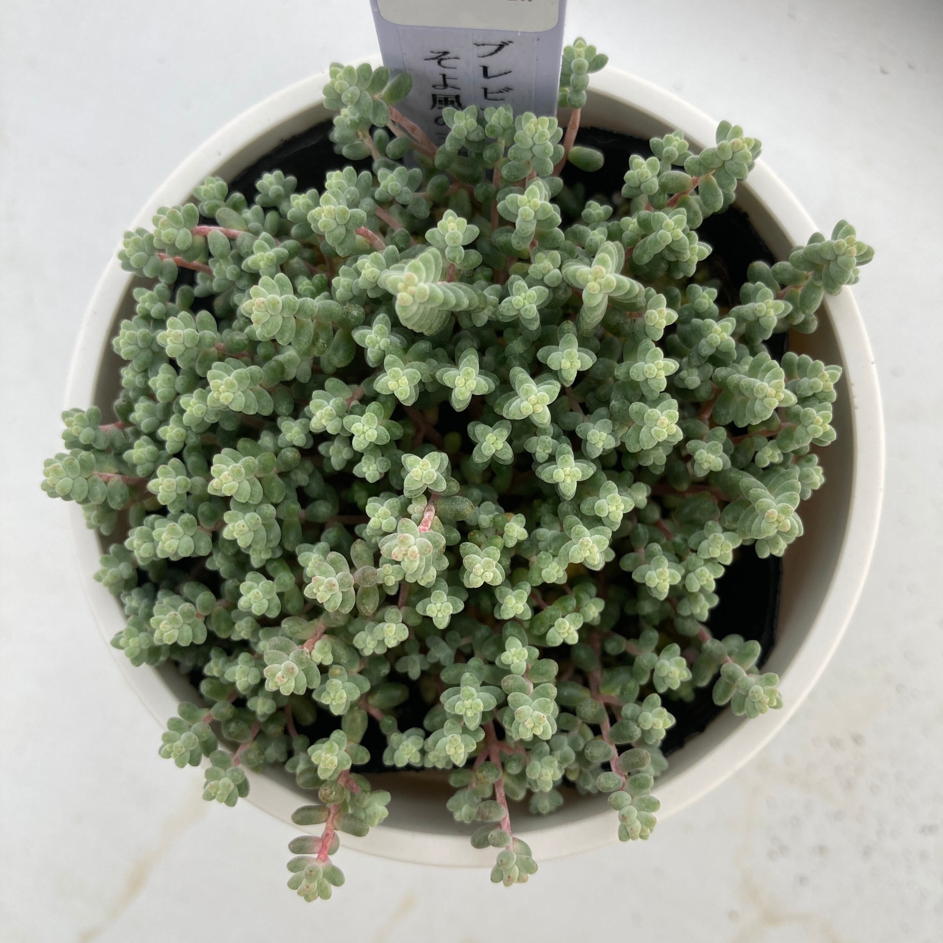 現物商品】そよ風の天使 | 多肉植物研究所