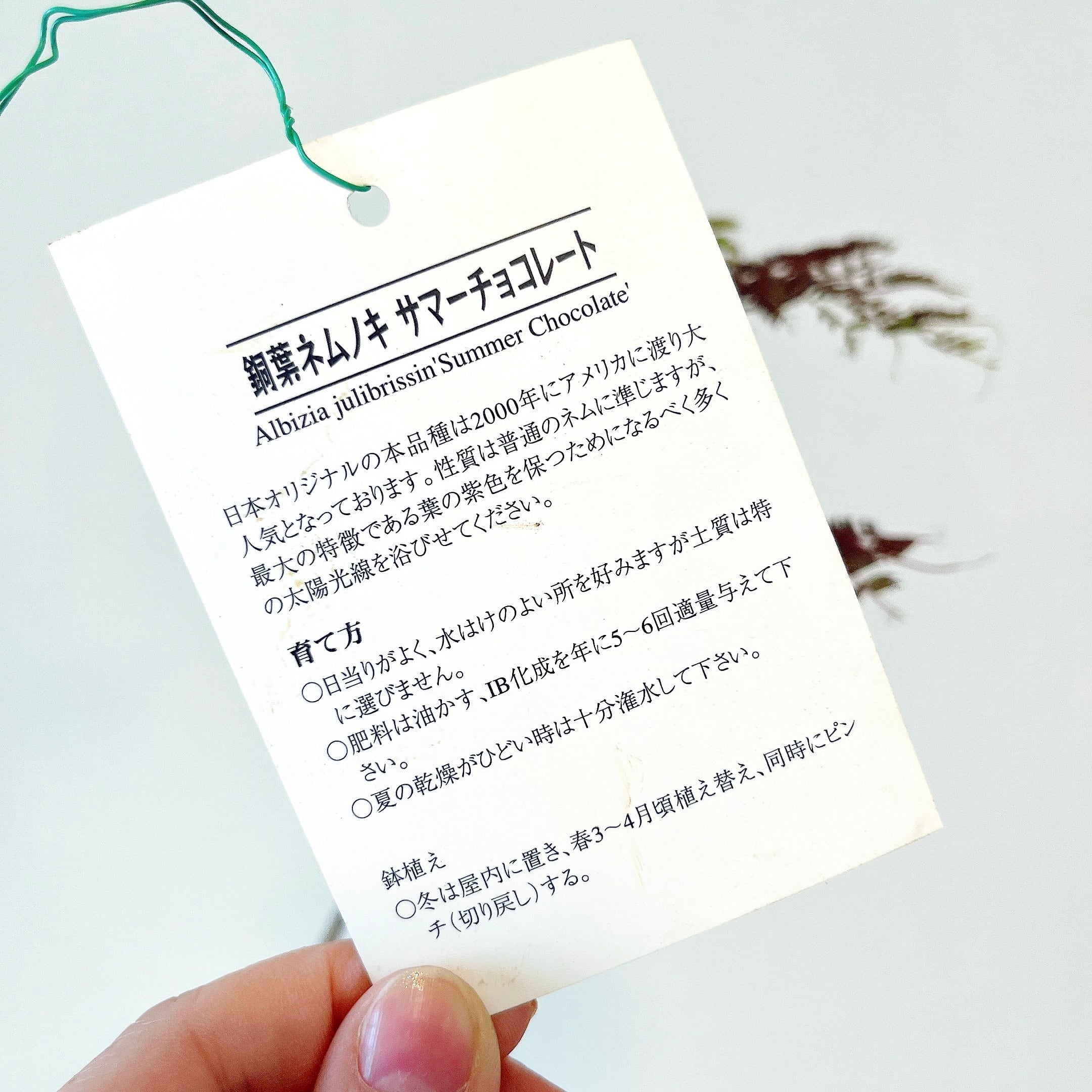 ネムノキ サマーチョコレート 8号鉢 165cm｜現品｜希少カラーリーフ