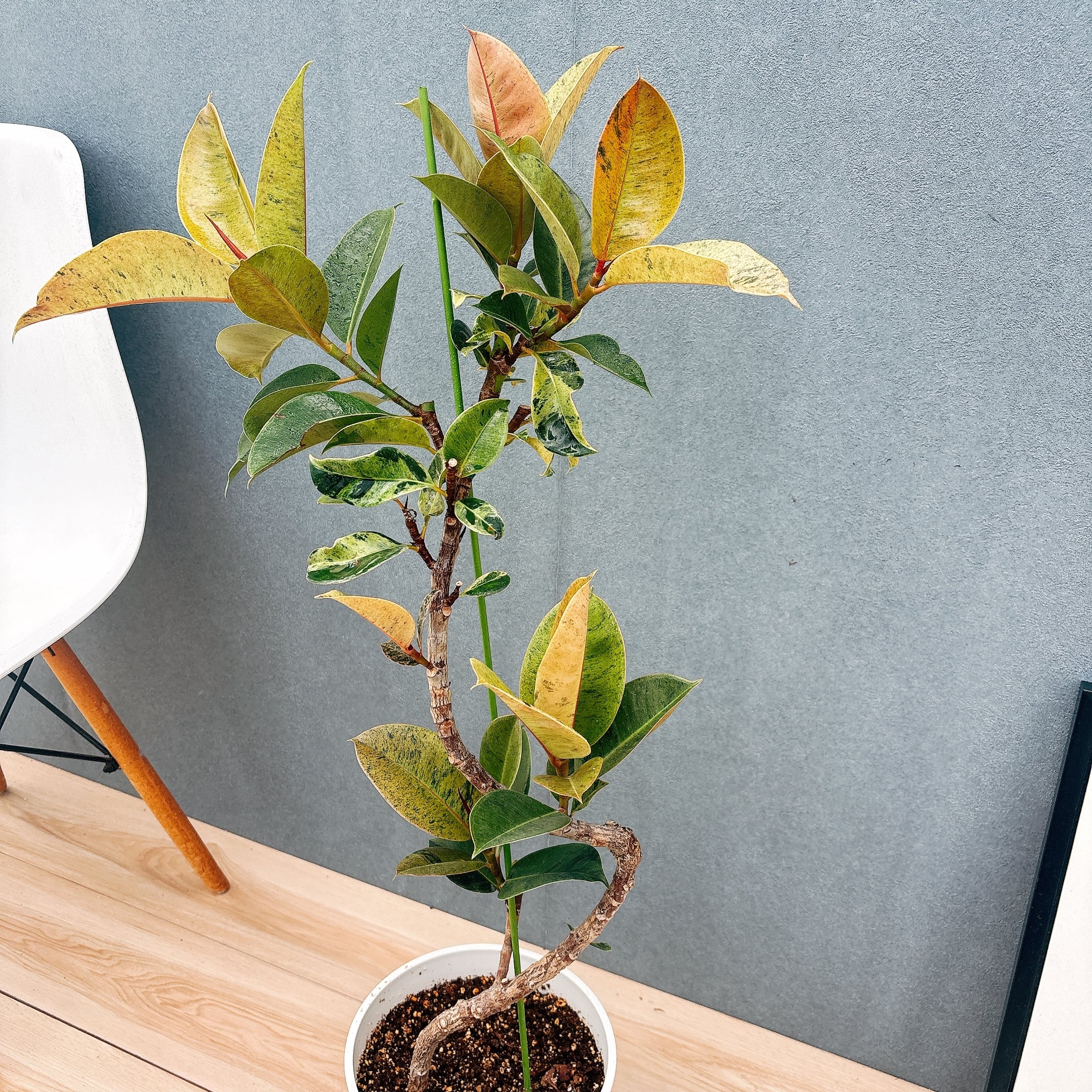 現品］【希少】1番 フィカス ジン 曲がり 7号 観葉植物 ゴムの木 室内