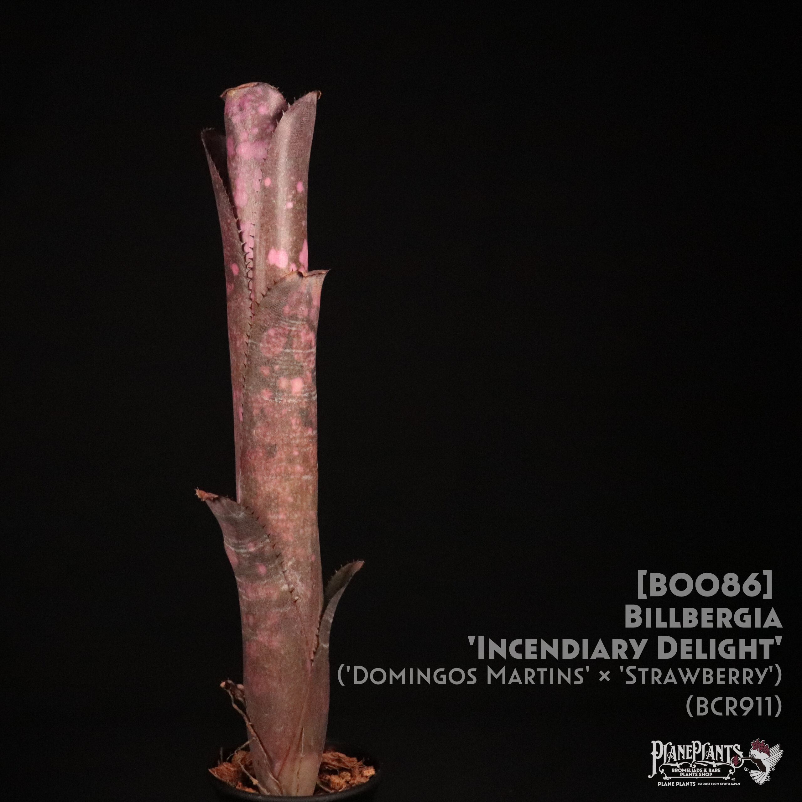 【送料無料】Billbergia 'Incendiary delight'〔ビルベルギア〕現品発送B0086