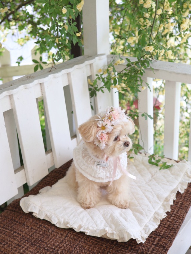 〈 予約アイテム 〉Drops Flora Crown - DAISY ver. Pink