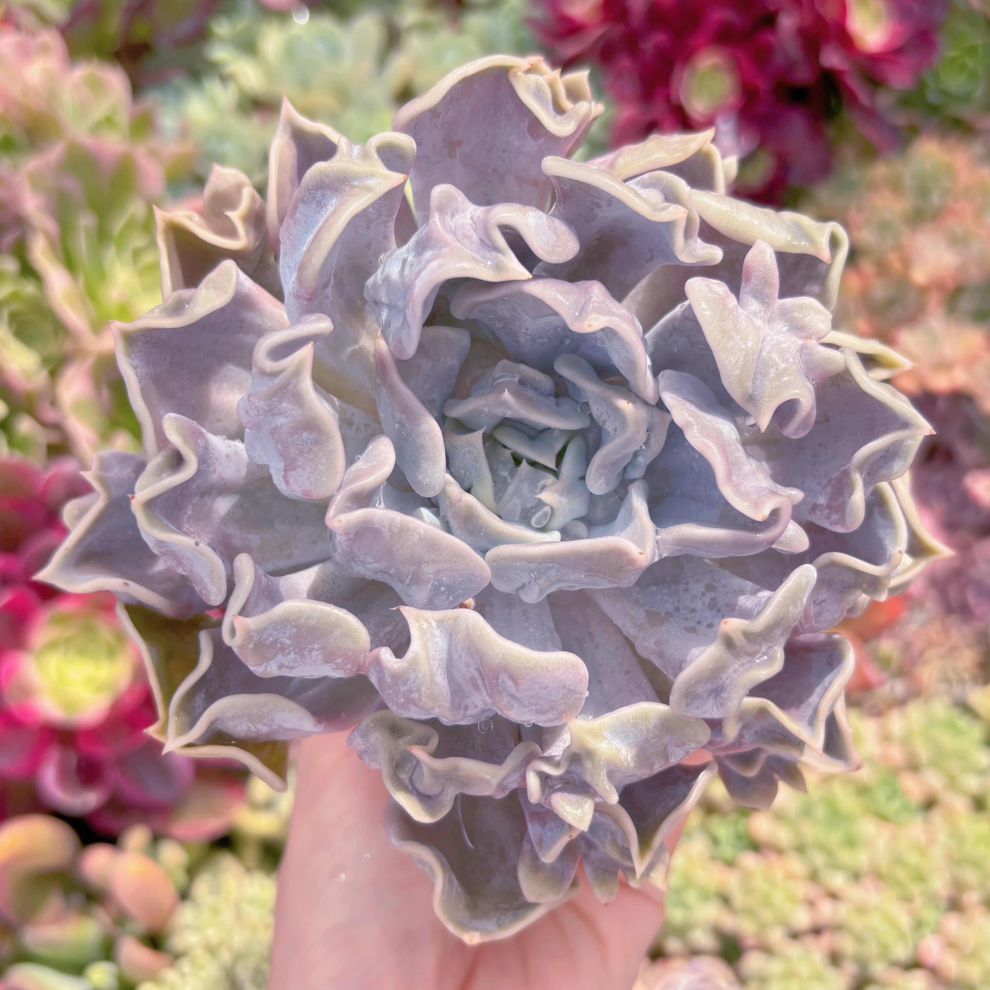 現品　スリラーパール#C28　大苗　るる農園