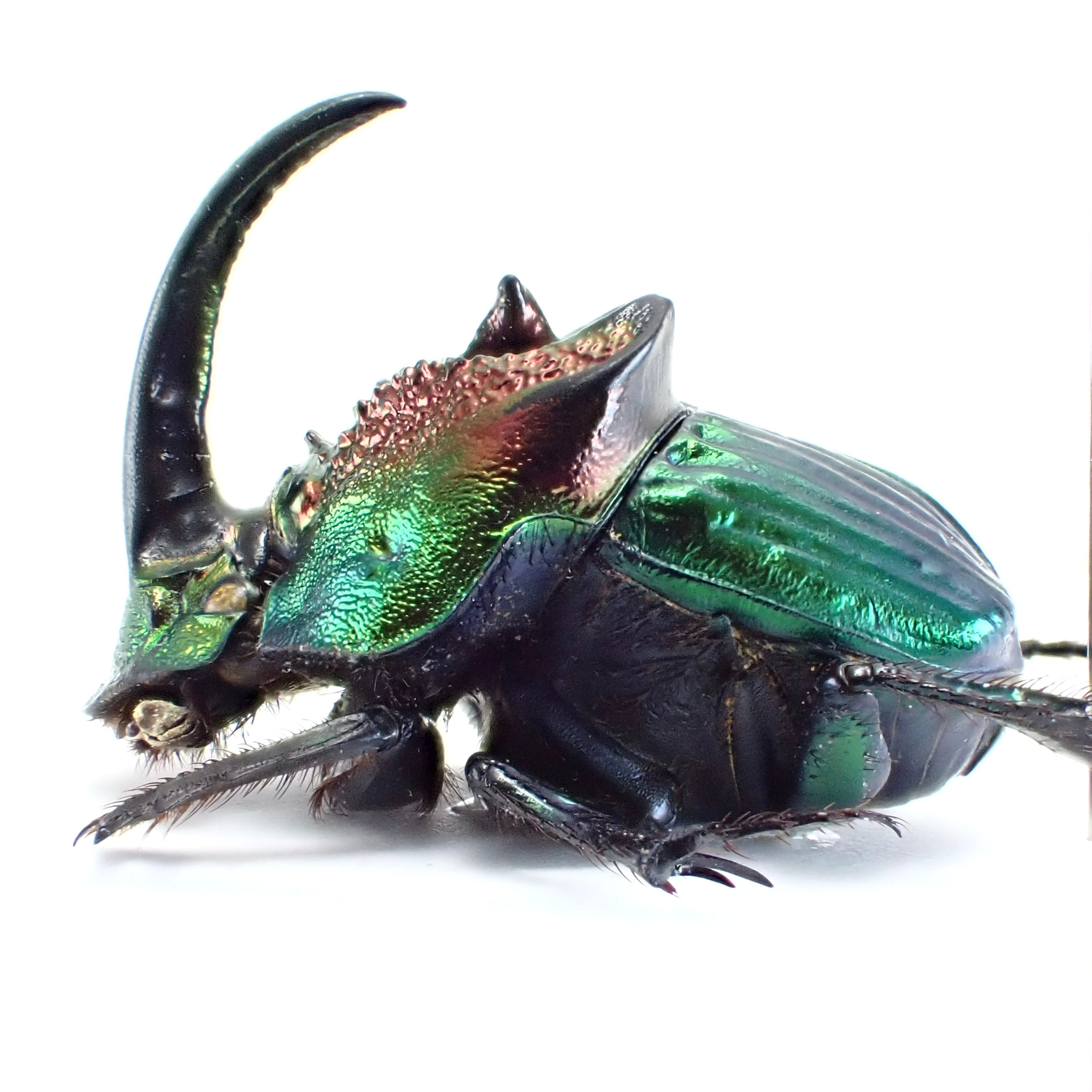 一株限定　糊斑　アメリカーナ　突然変異株 アガベ アメリカーナ 斑入り カキ仔 子株 ドライガーデン 錦