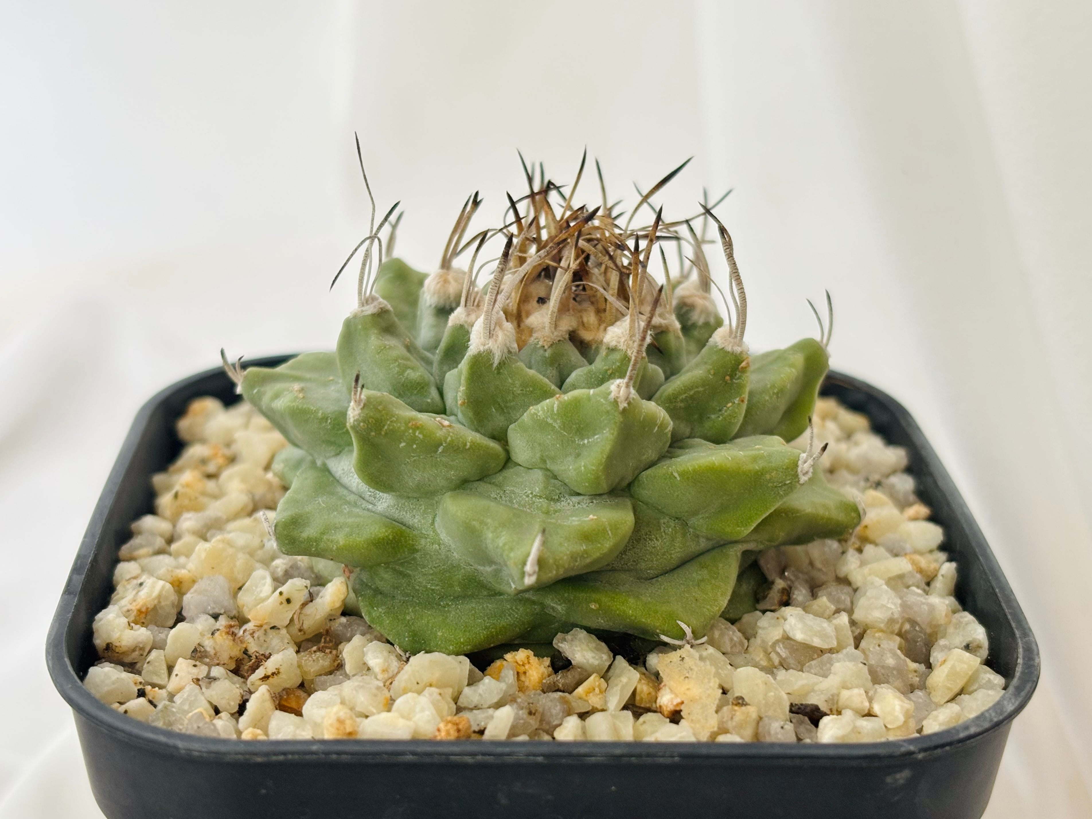 Turbinicarpus alonsoi ツルビニカルプス 大疣 アロンソイ サボテン