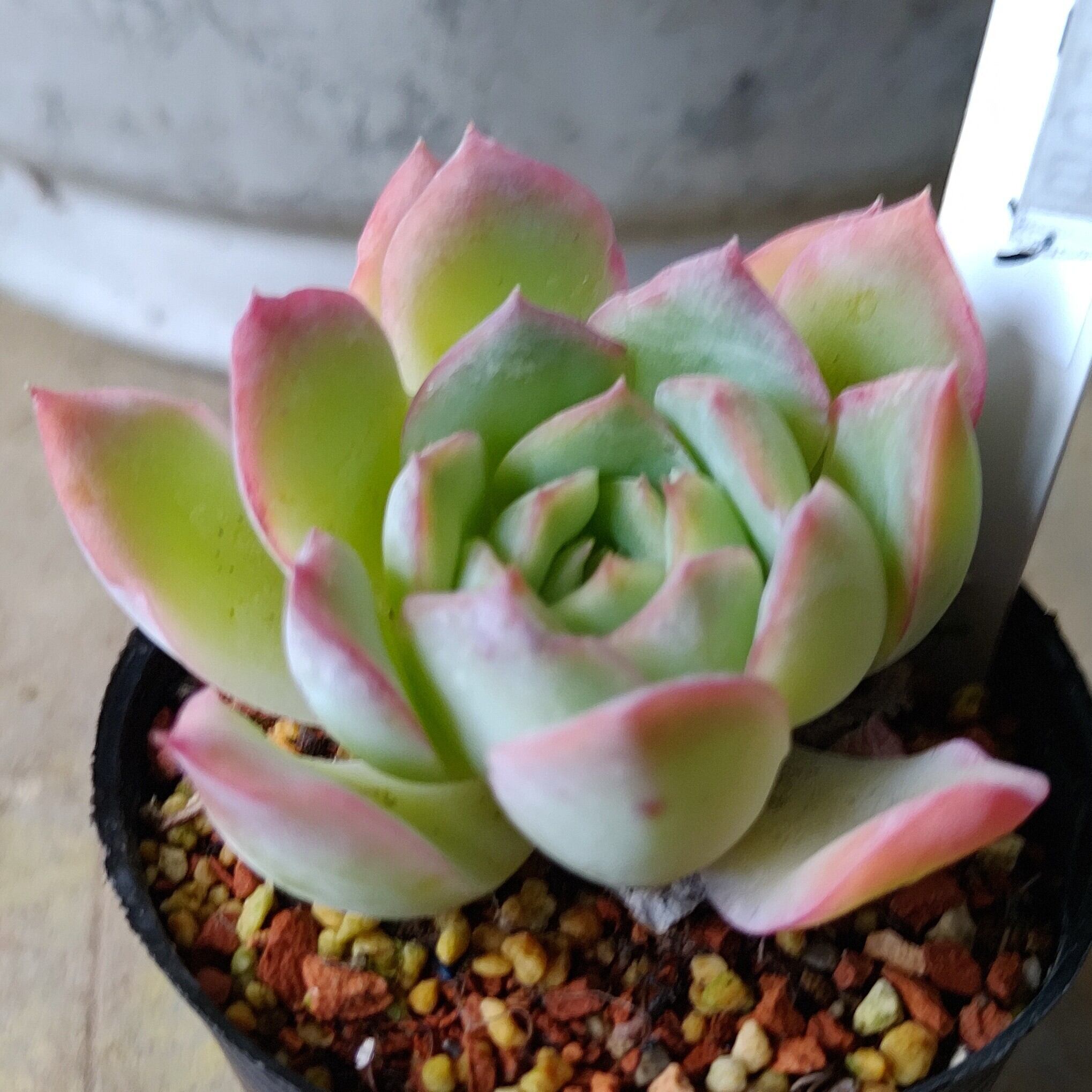 スリョン | RuPo 多肉植物専門店