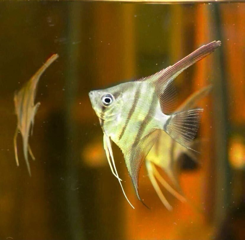 【産卵中4匹セット】ネグロアルタムエンゼル　サンタイザベル　ブリードもの 産卵中4匹セット】ネグロアルタムエンゼル サンタイザベル ブリードもの