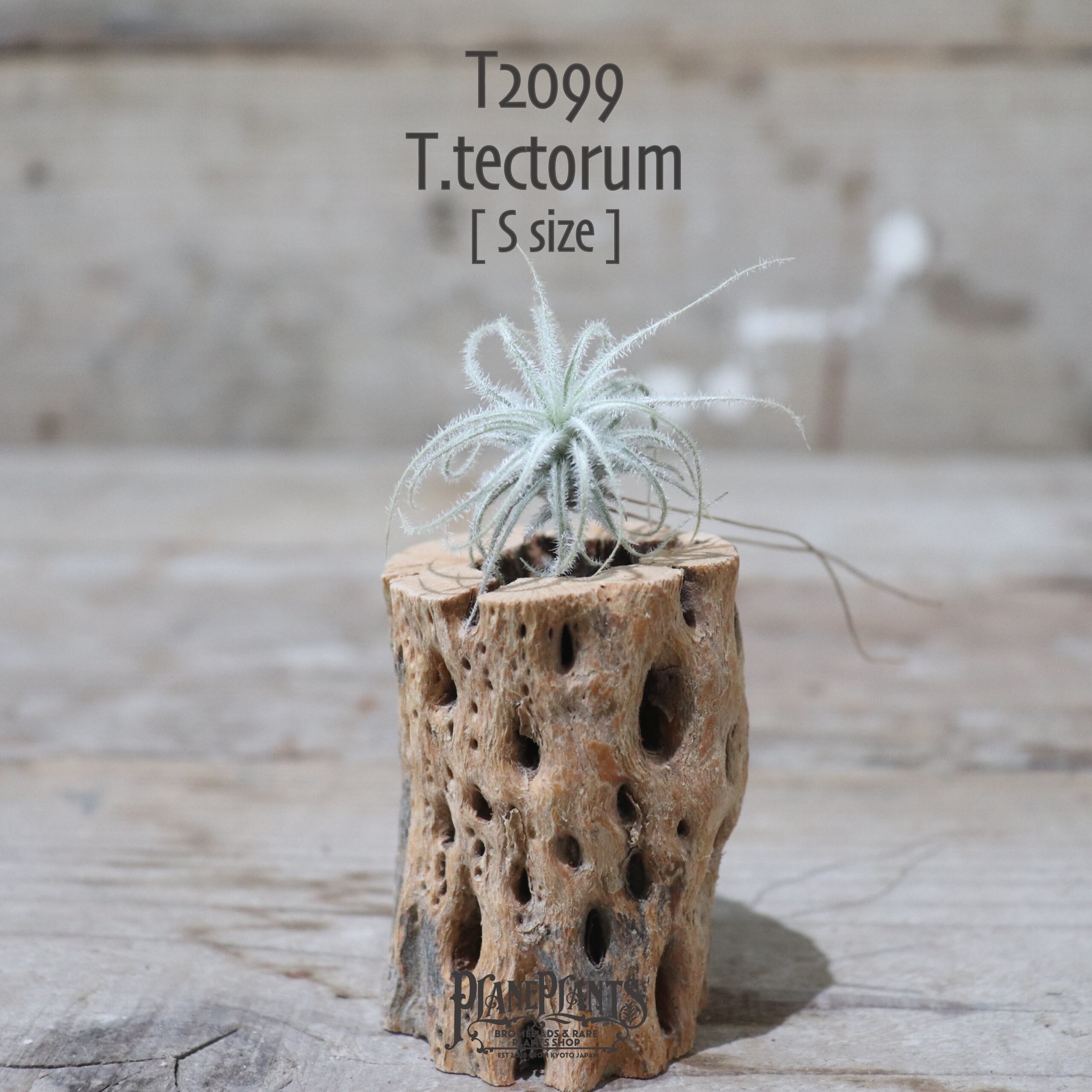 【送料無料】テクトラム S〔エアプランツ〕現品発送T2099